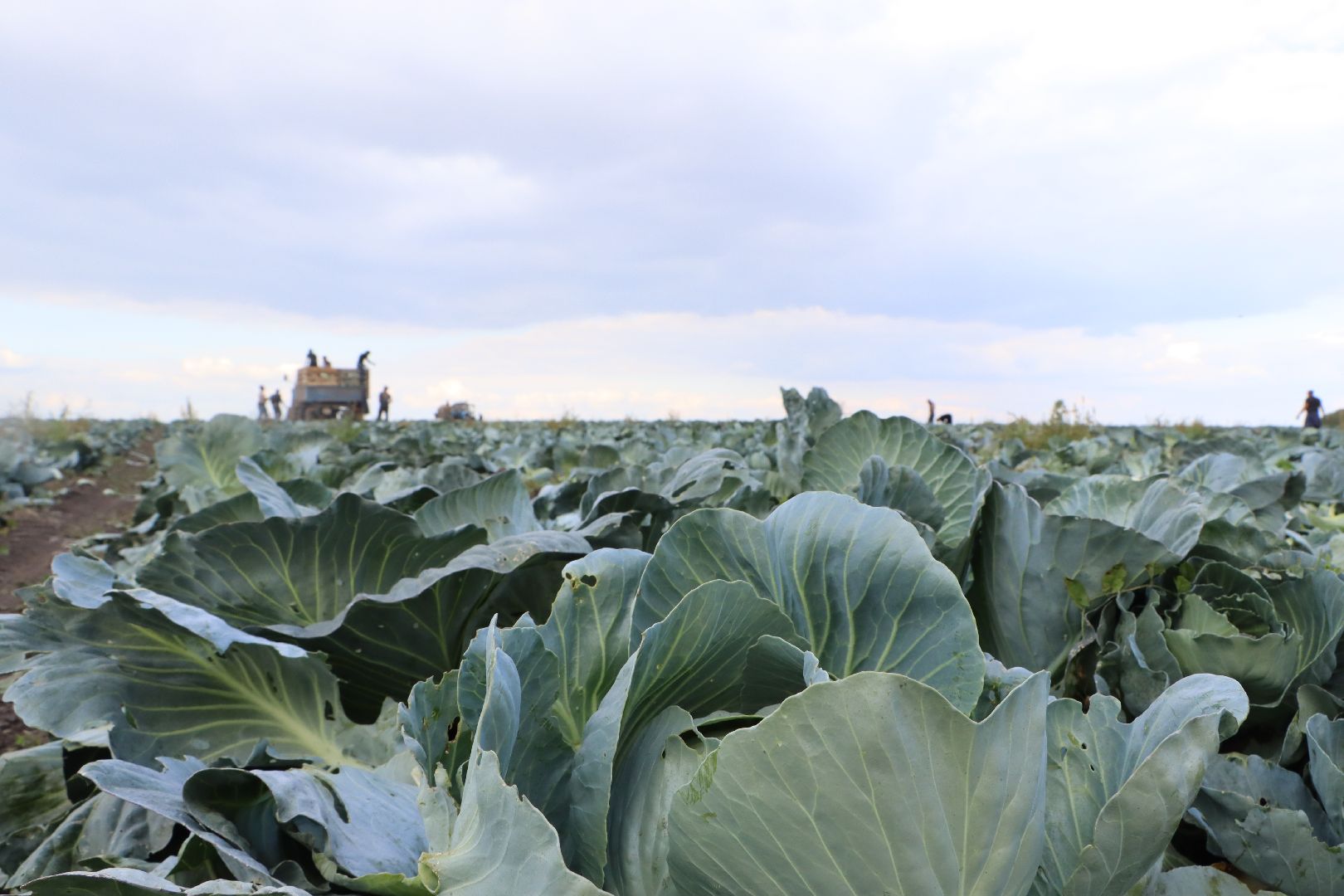 Серебряные Пруды, сельское хозяйство, овощи, еда, работа, природа, урожай,