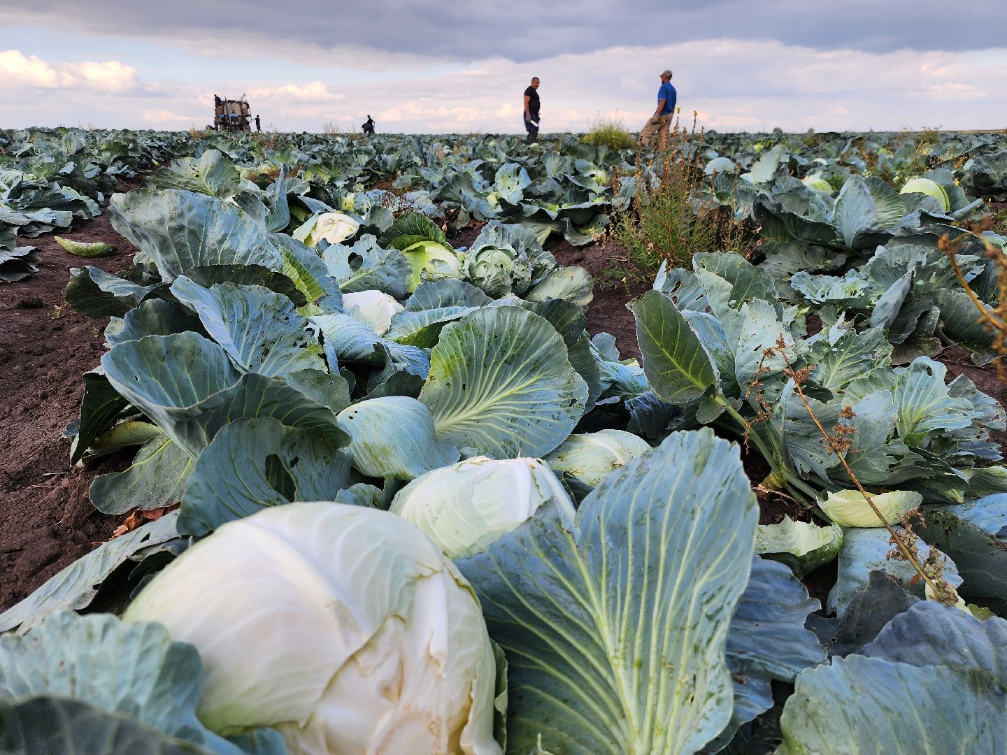 Серебряные Пруды, сельское хозяйство, овощи, еда, работа, природа, урожай,