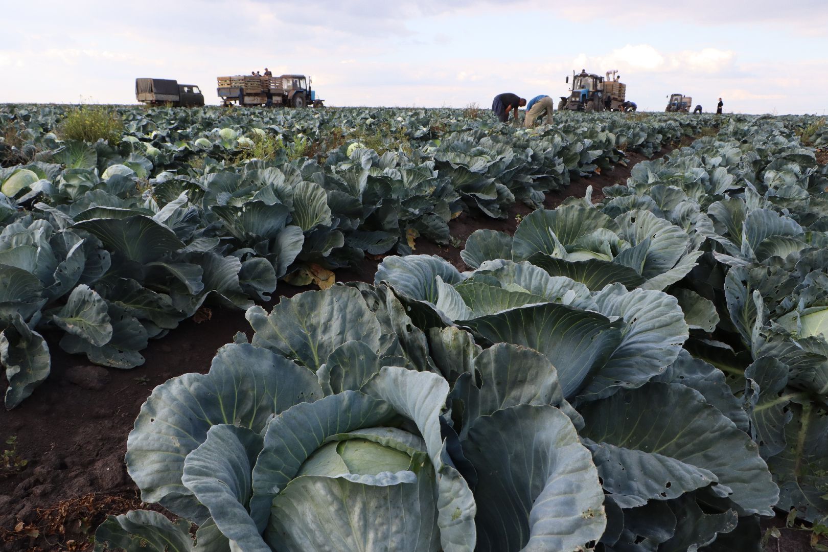 Серебряные Пруды, сельское хозяйство, овощи, еда, работа, природа, урожай,