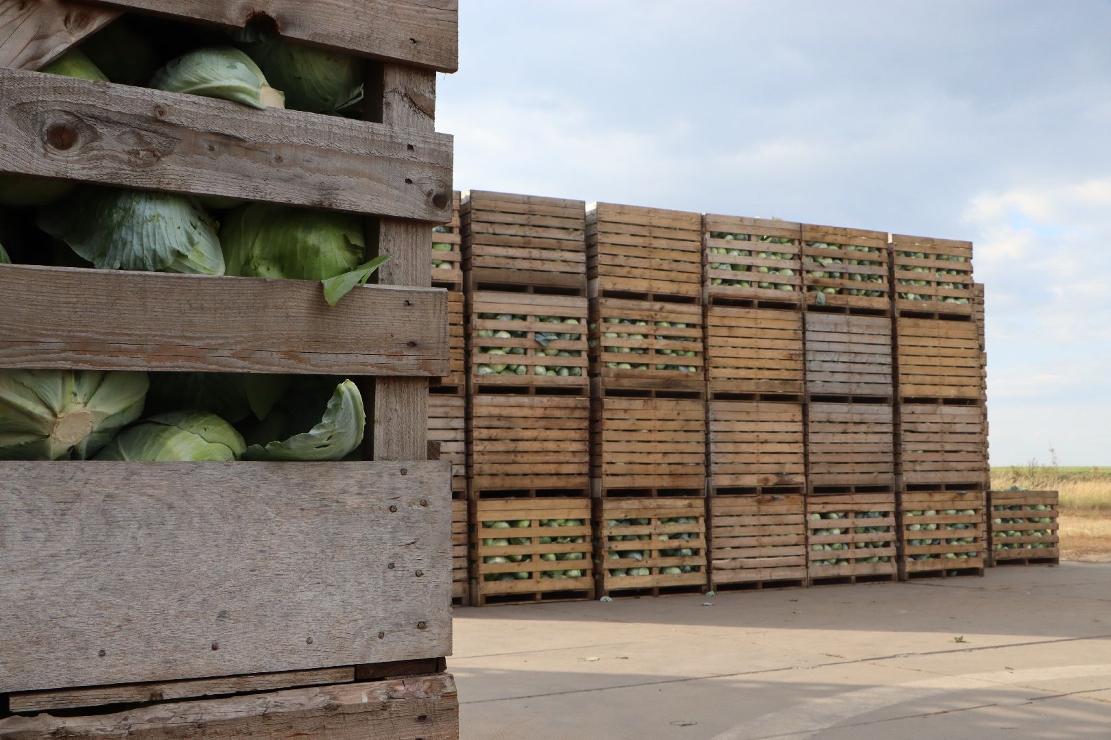 Серебряные Пруды, сельское хозяйство, овощи, еда, работа, природа, урожай,