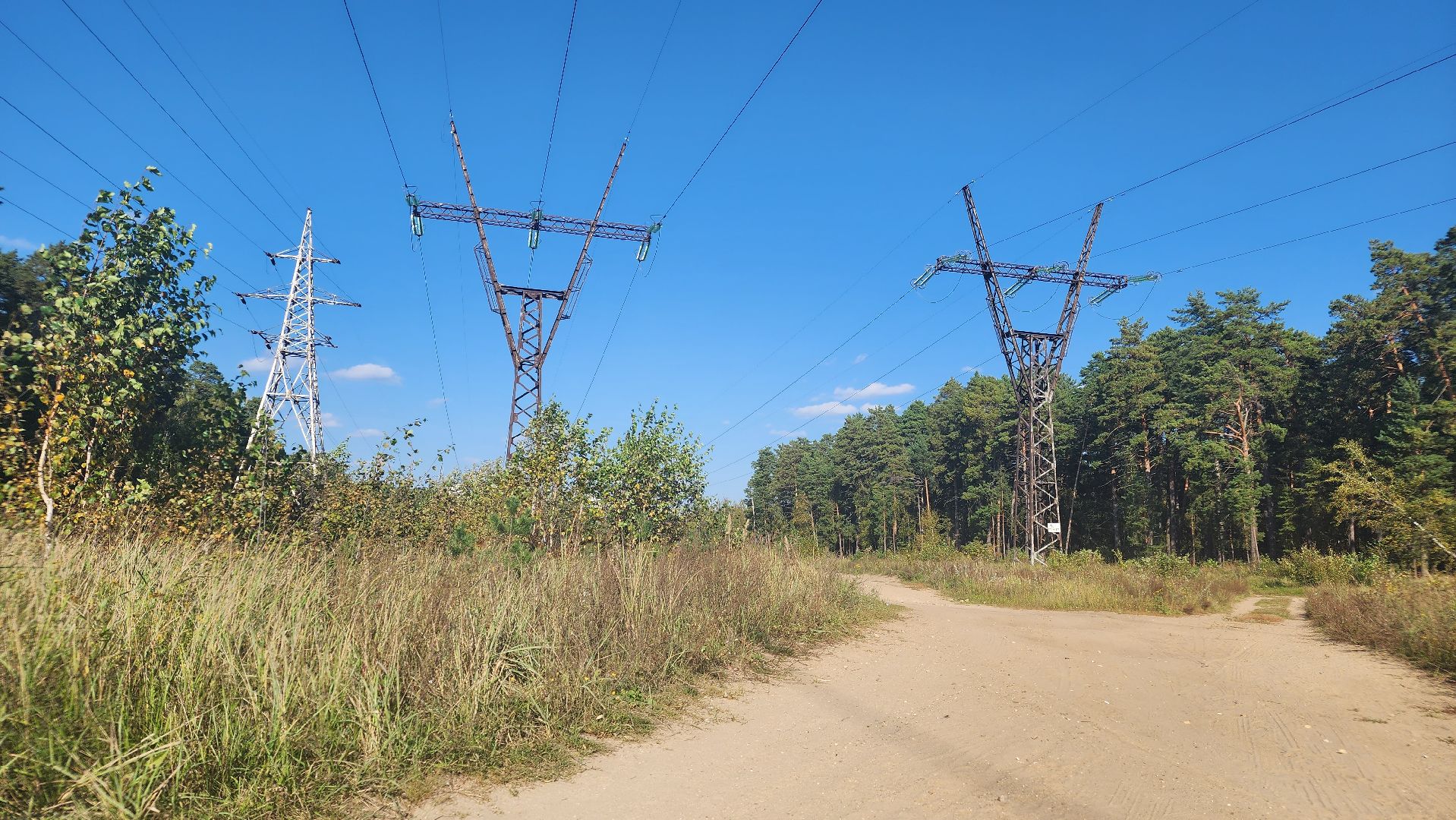 ветеринария, пироплазмоз, клещи, подмосковье, протвино,