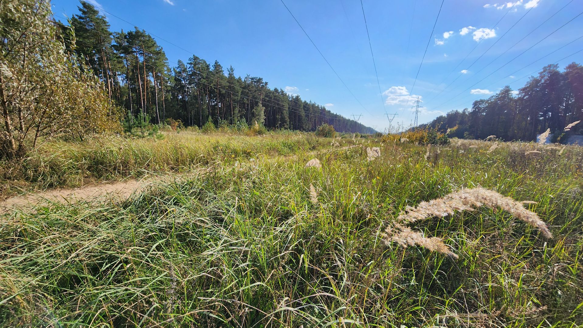 ветеринария, пироплазмоз, клещи, подмосковье, протвино,