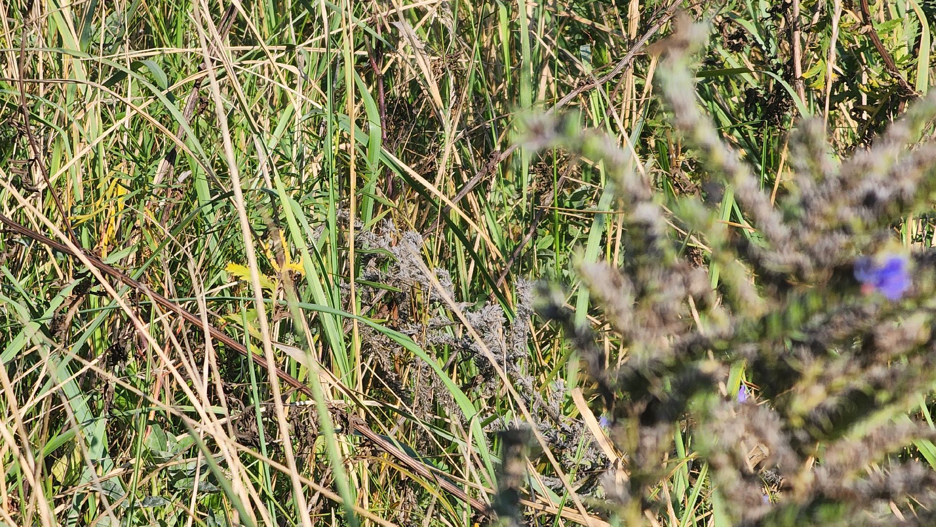 ветеринария, пироплазмоз, клещи, подмосковье, протвино,