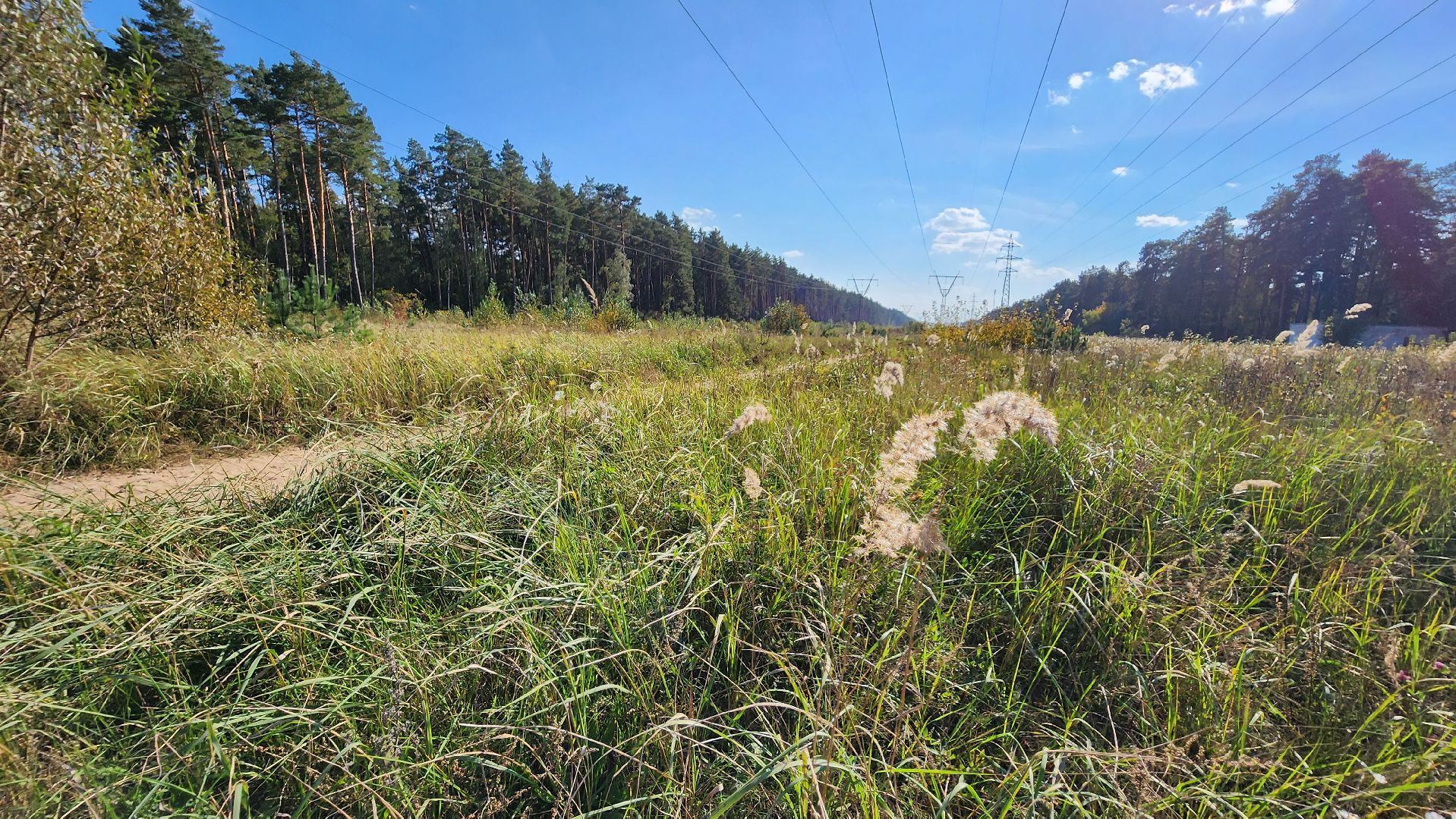 ветеринария, пироплазмоз, клещи, подмосковье, протвино,