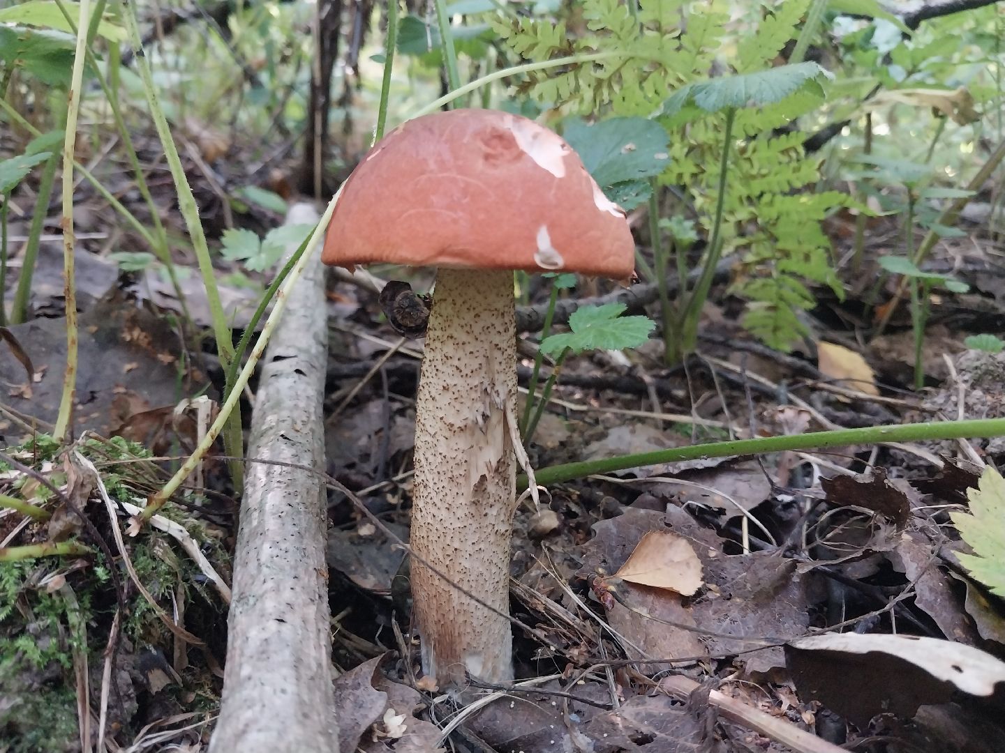 Коломна, грибной сезон, грибы, лес, сбор грибов,