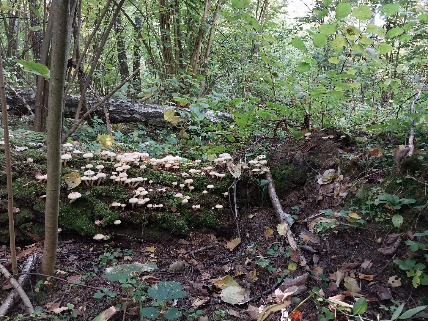 Коломна, грибной сезон, грибы, лес, сбор грибов,