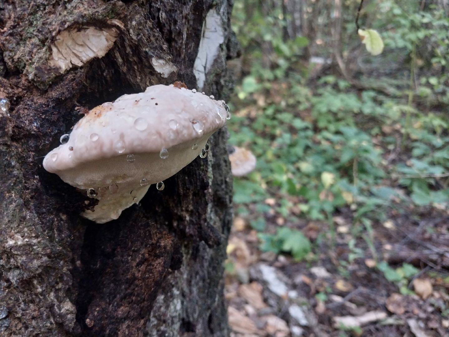 Коломна, грибной сезон, грибы, лес, сбор грибов,