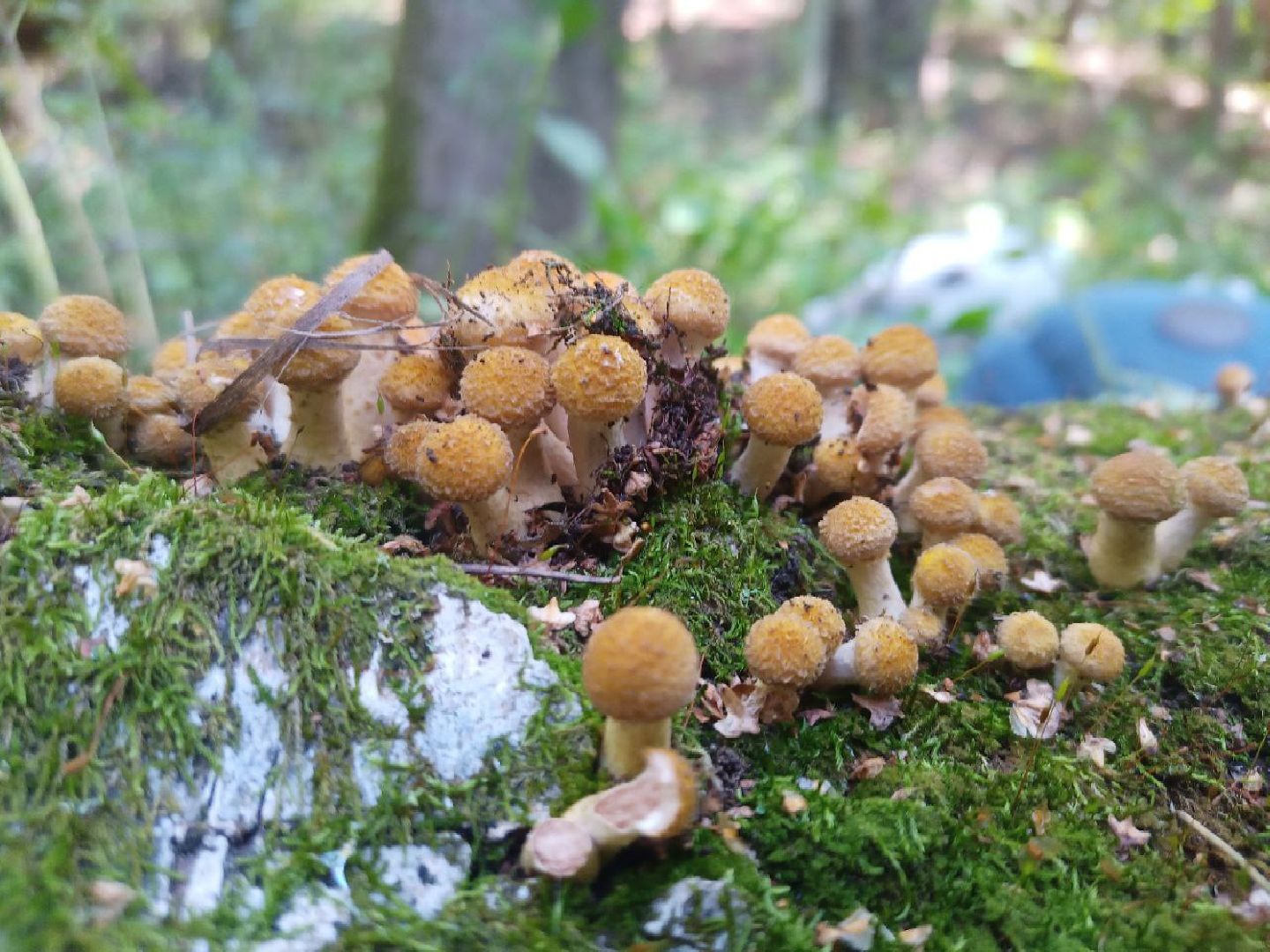 грибы, грибной сезон, подмосковье,