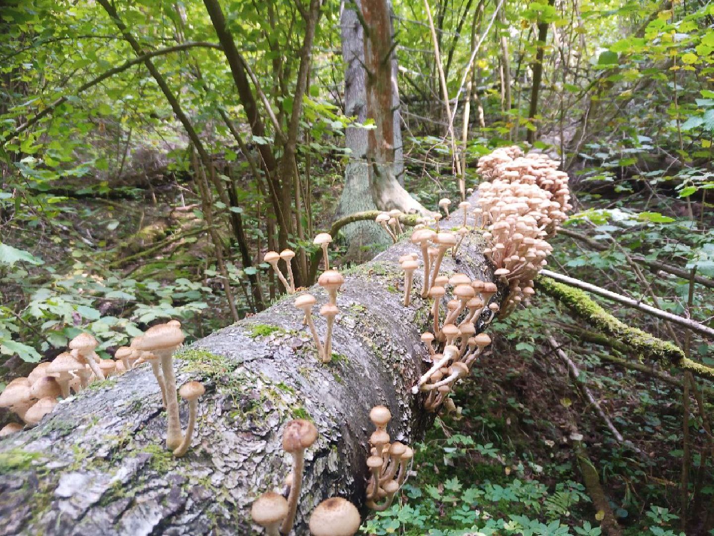 грибы, грибной сезон, подмосковье,