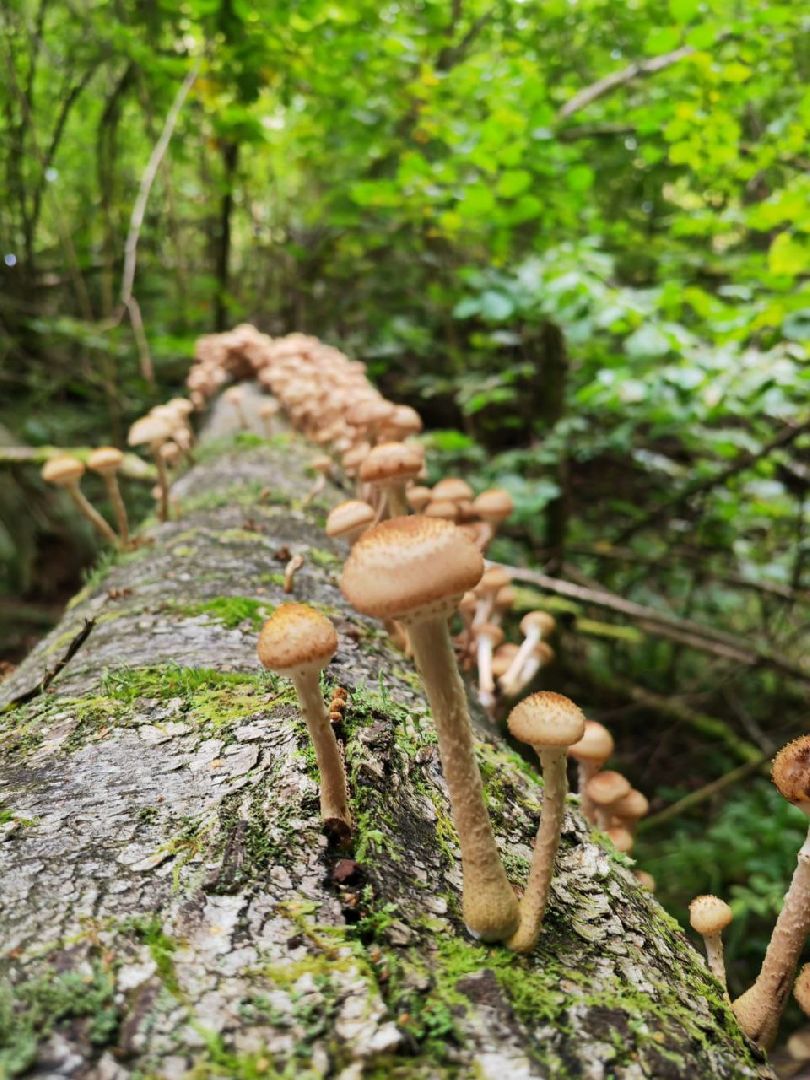грибы, грибной сезон, подмосковье,