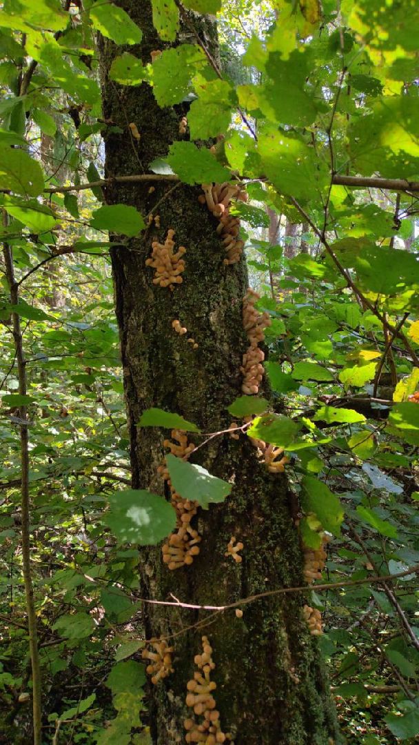 грибы, грибной сезон, подмосковье,