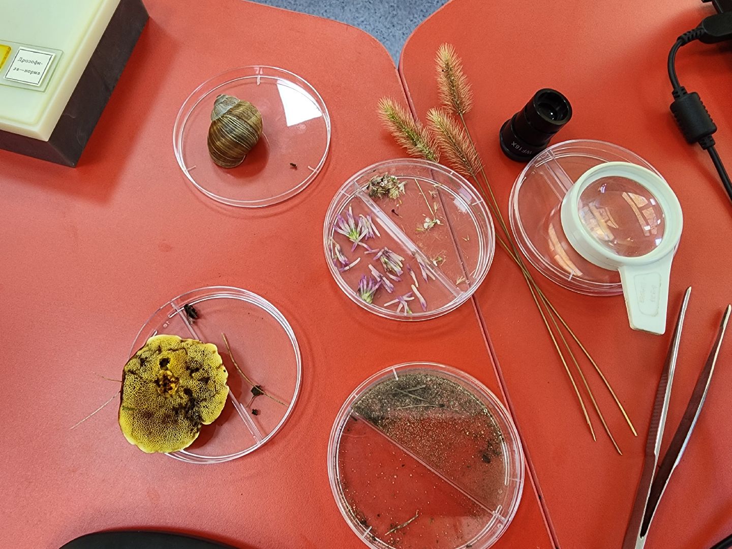 точка роста, серпухов, подмосковье, школа, образование, технологии,