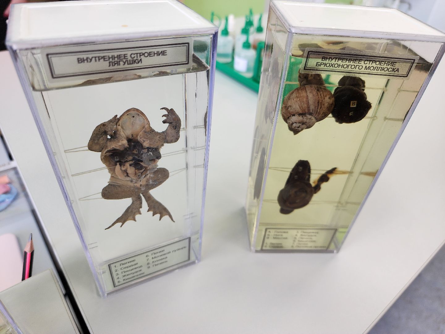 подольск, школа, биология, химия,