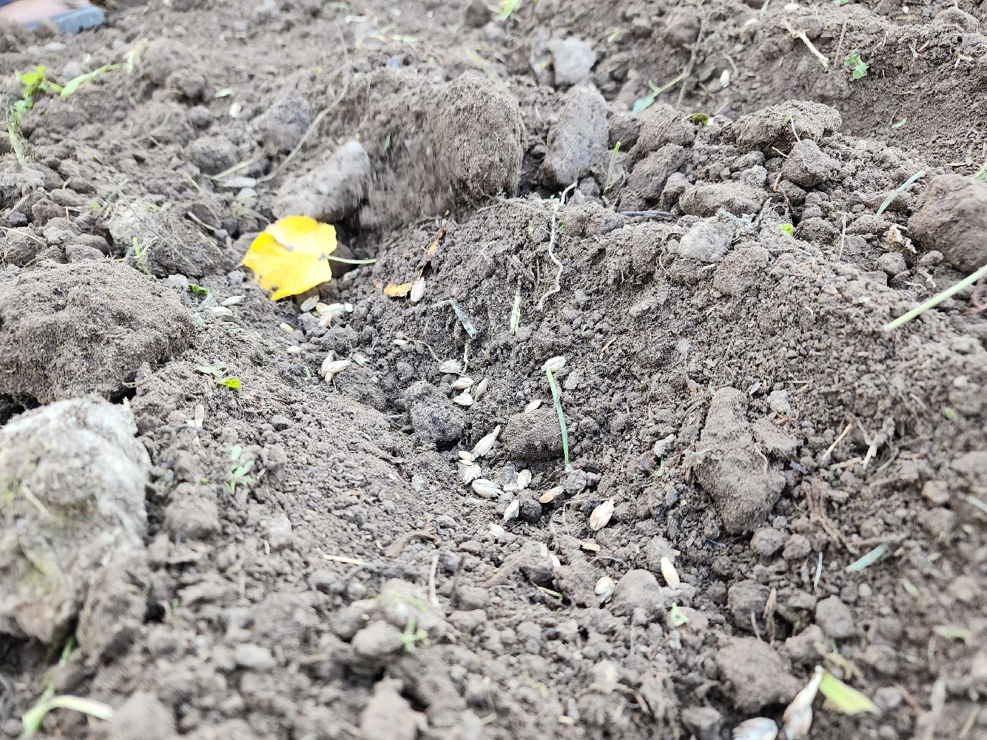 Ступино, аграрный класс, образование,