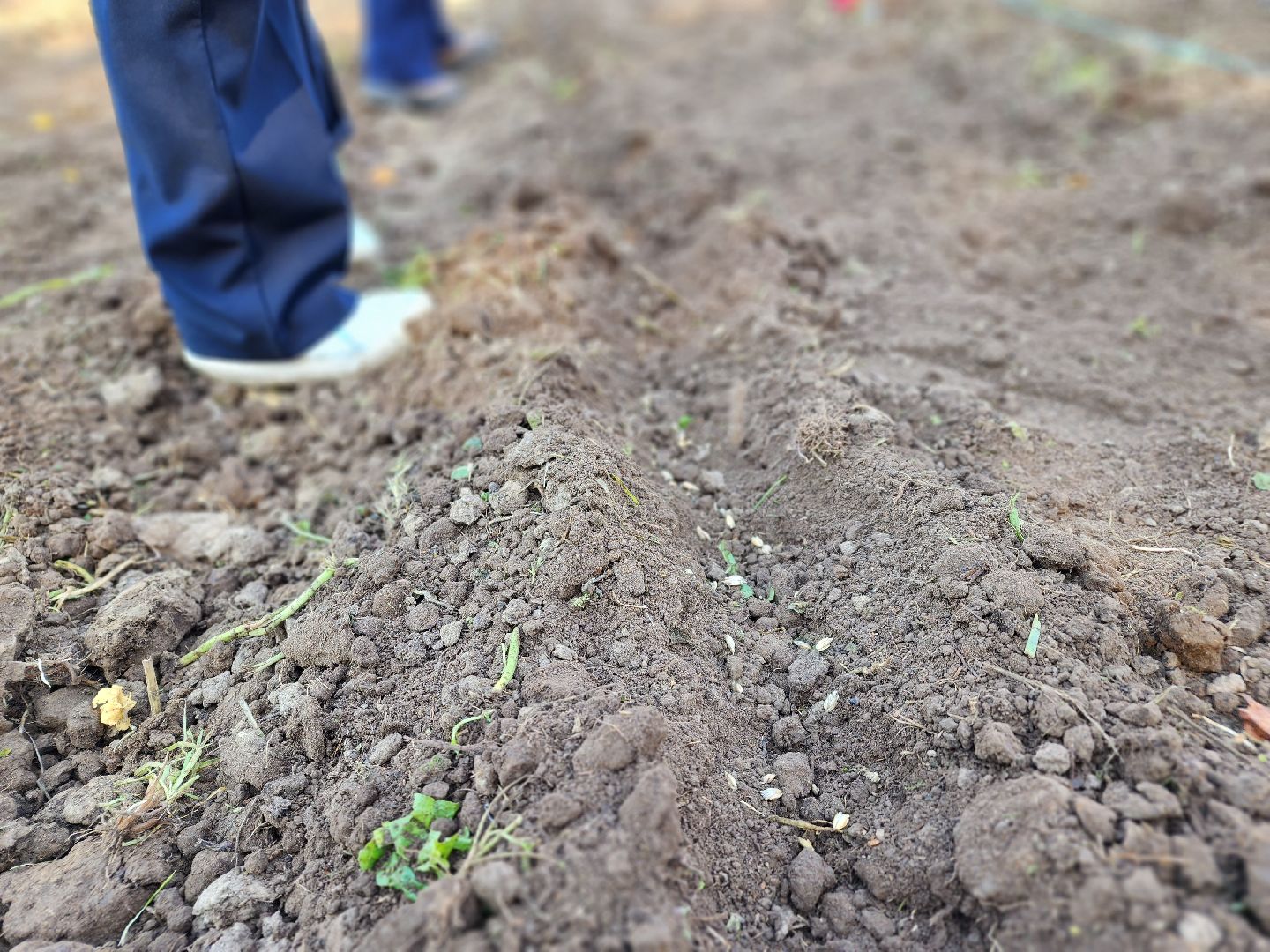 Ступино, аграрный класс, образование,