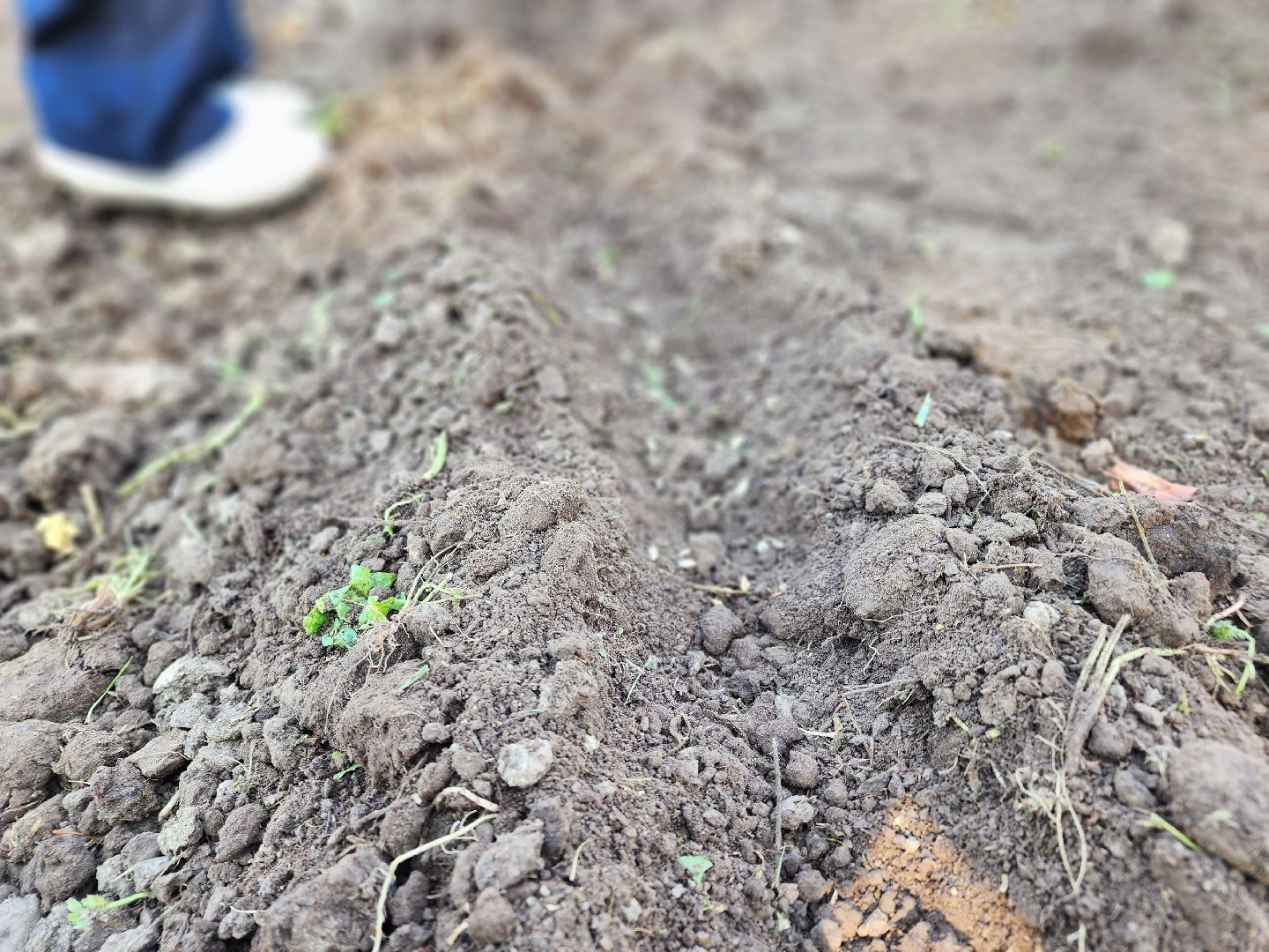 Ступино, аграрный класс, образование,