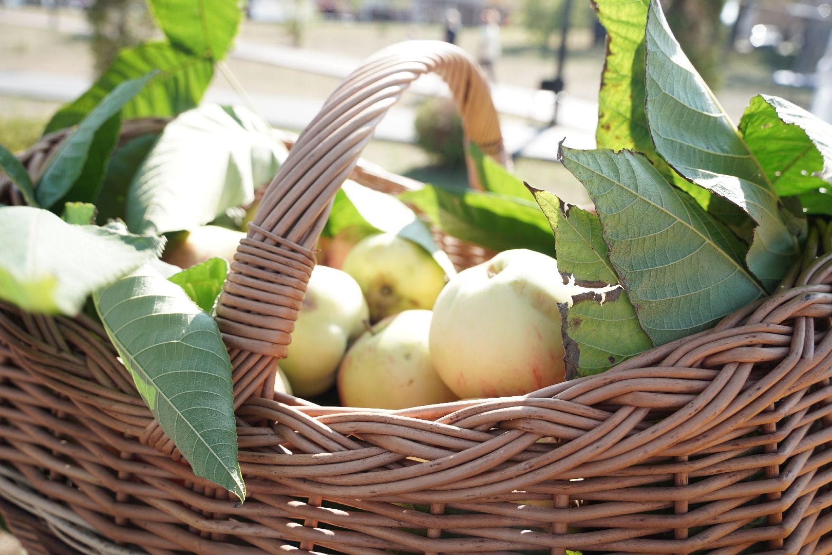 Рошаль, парк, день рождения, Крестов брод,