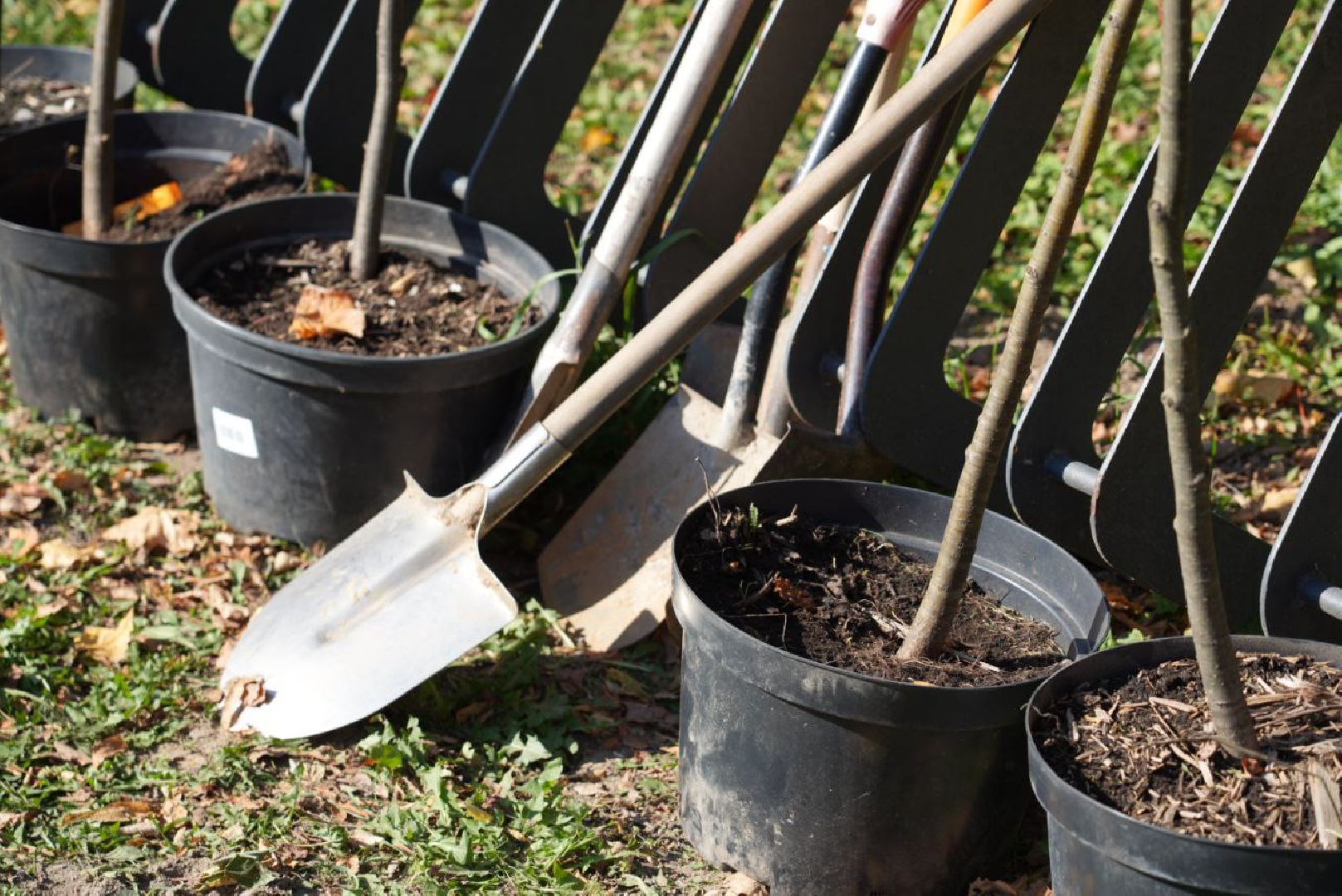 Сергиево-Посадский городской округ, Сергиев Посад, Экология, Акция, Наш лес, Посади свое дерево, Озеленение,