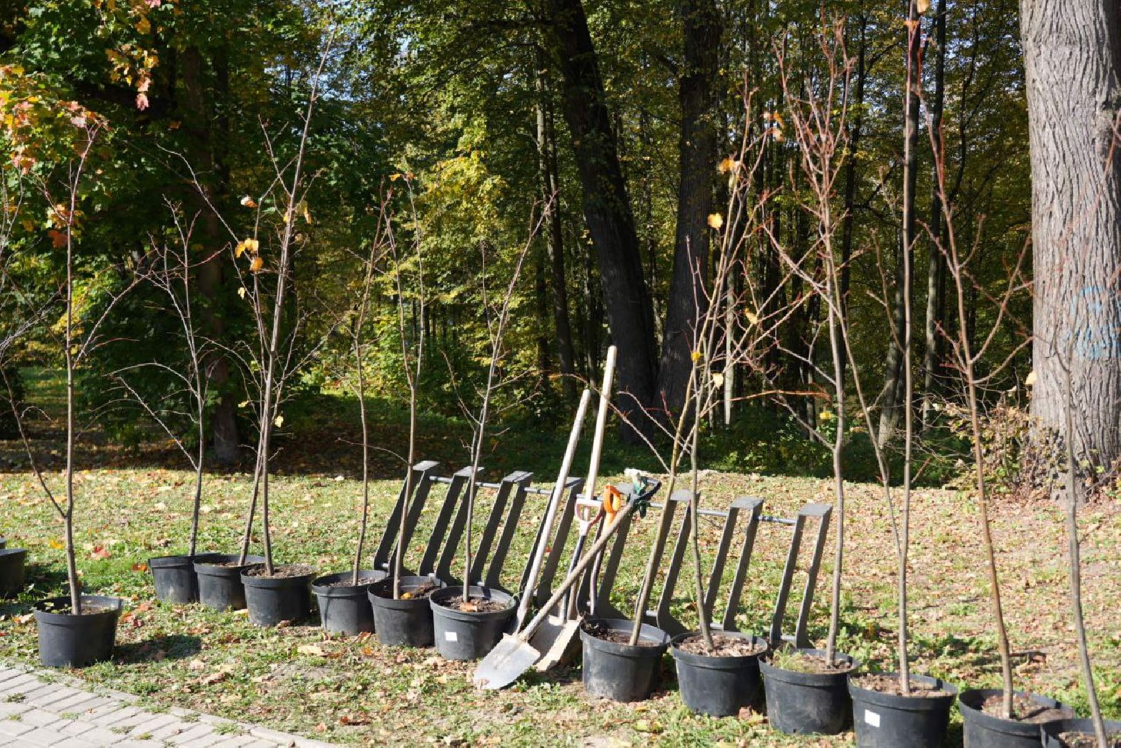 Сергиево-Посадский городской округ, Сергиев Посад, Экология, Акция, Наш лес, Посади свое дерево, Озеленение,