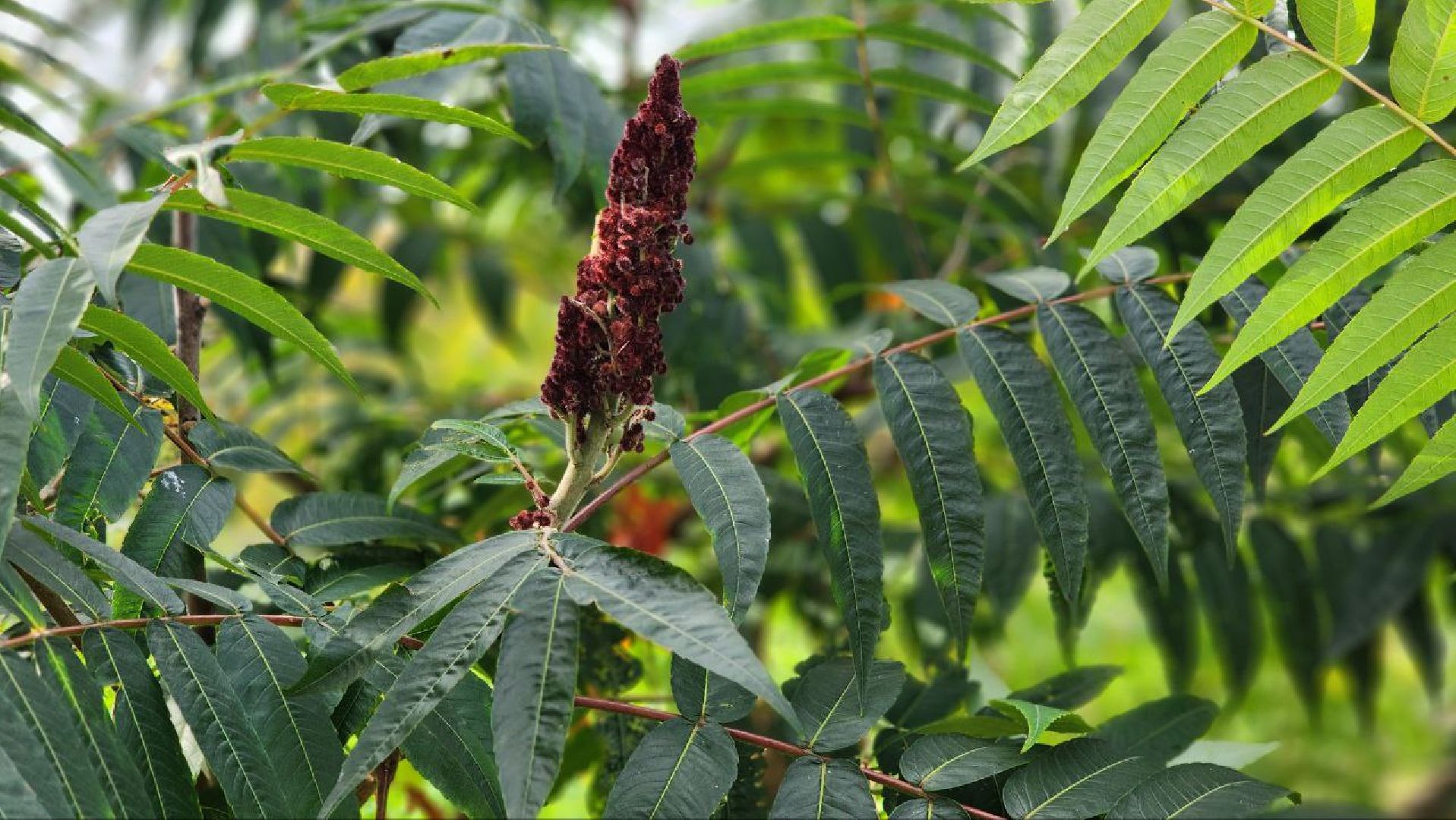 Дмитров, Медведева пустынь, Институт археологии,