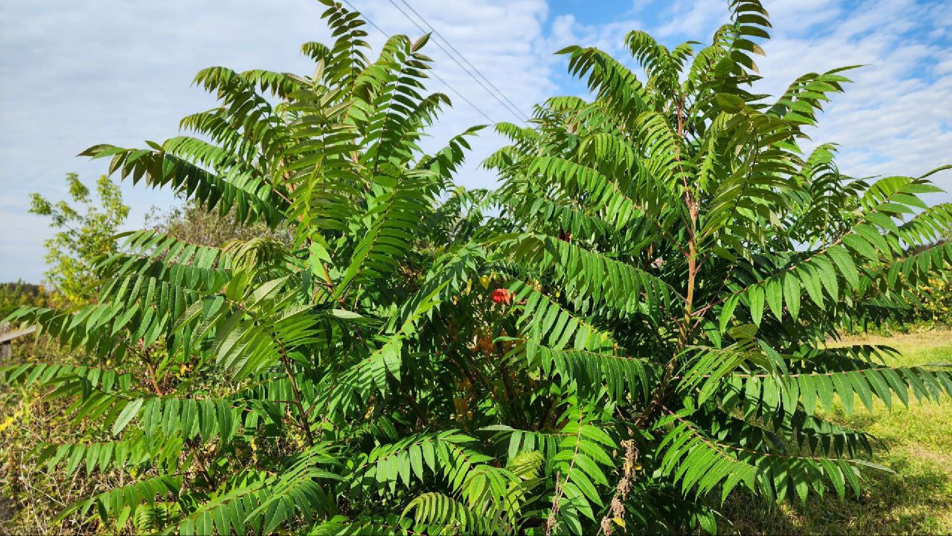 Дмитров, Медведева пустынь, Институт археологии,