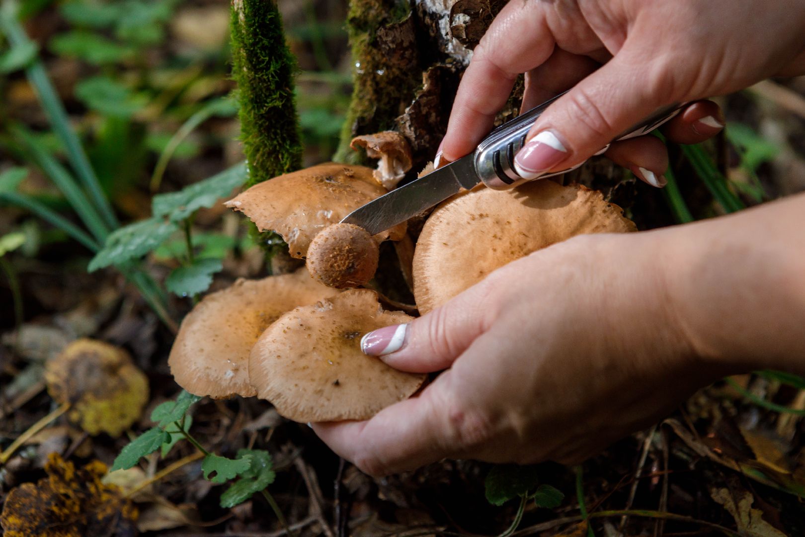 люберцы, клещи, травмпункт,
