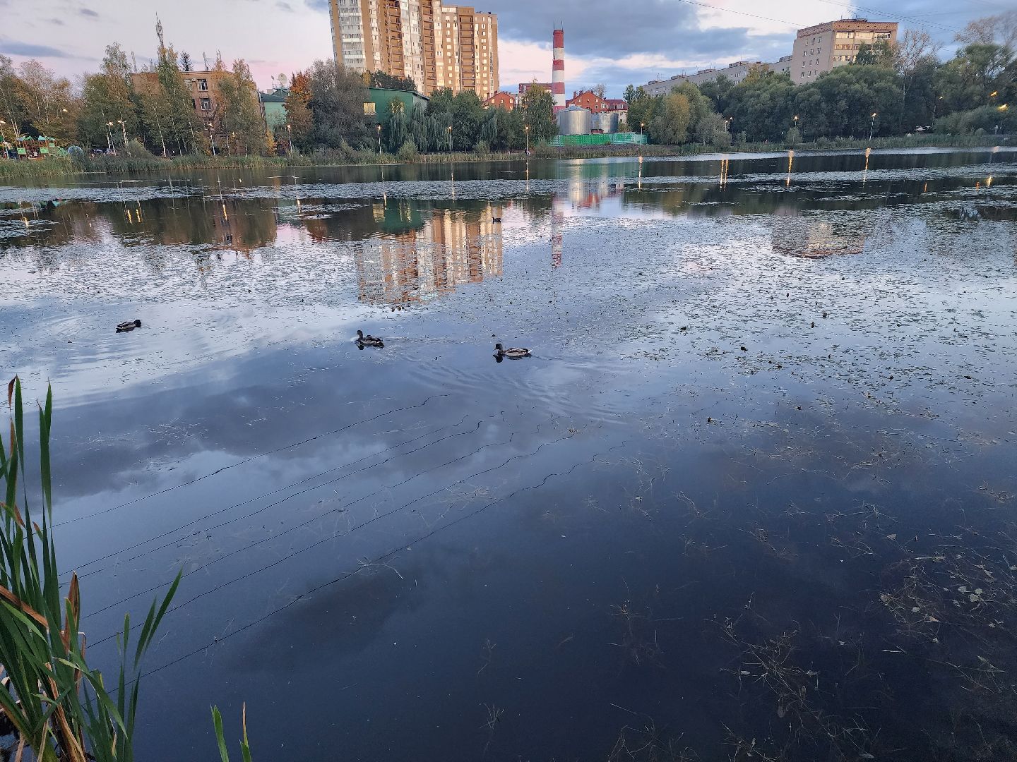 пушкино,