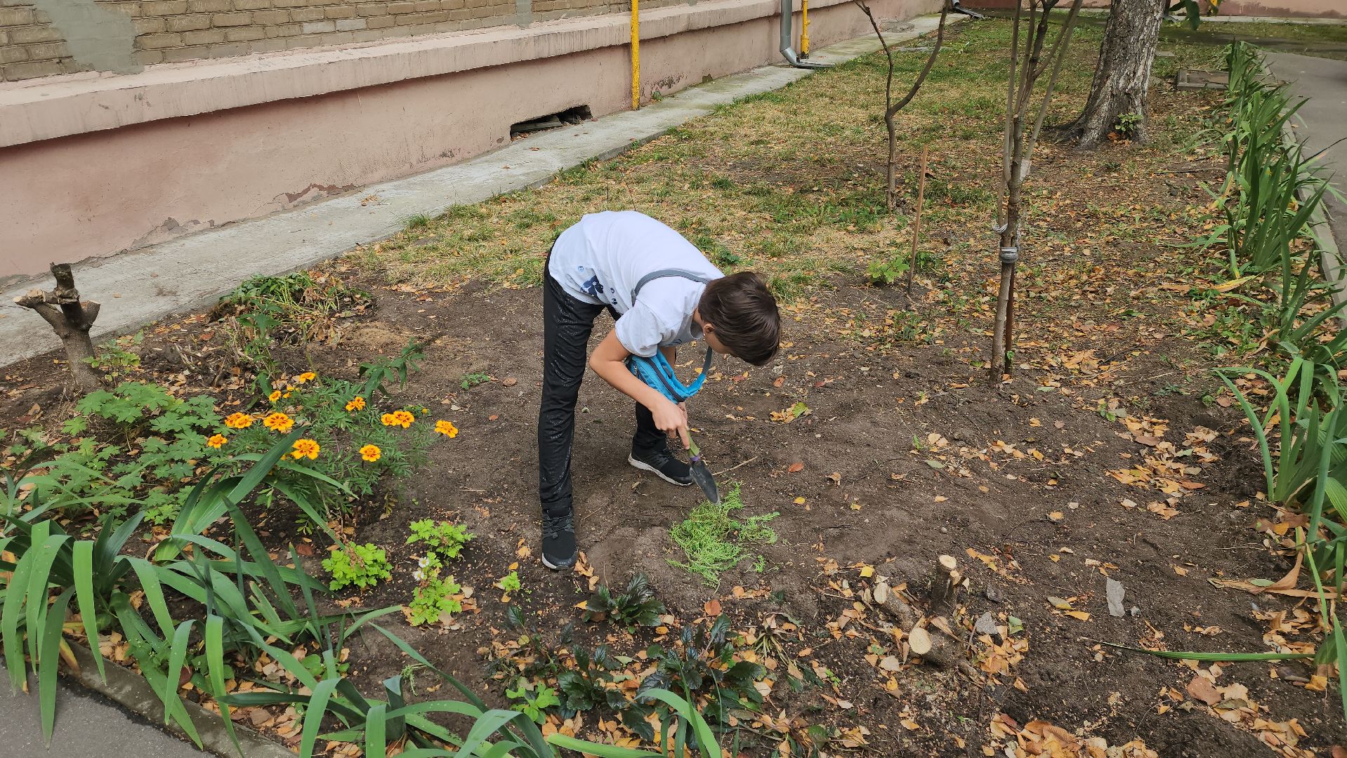 Полина Голосная, клумба, палисадник, растения,