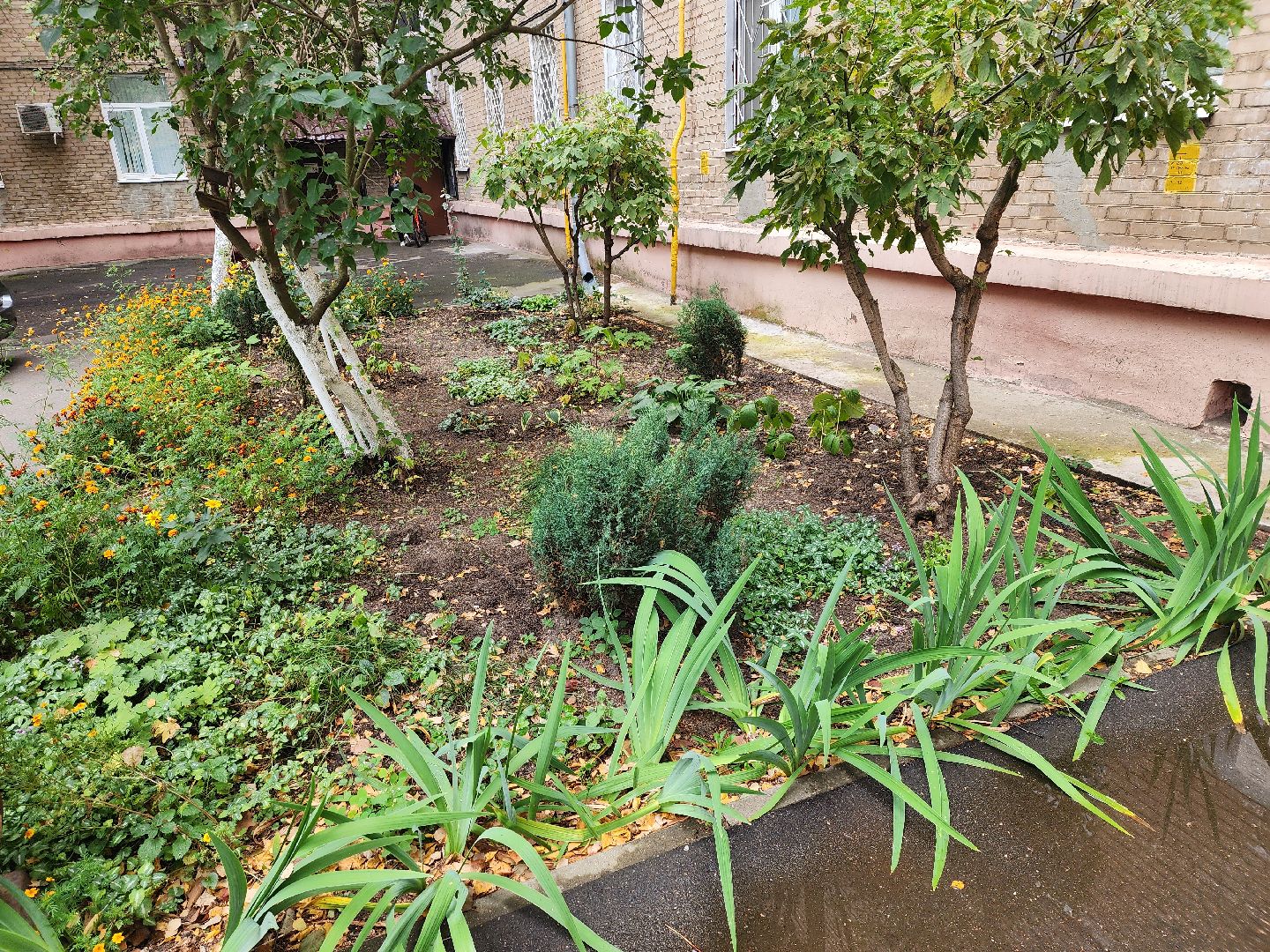 Полина Голосная, клумба, палисадник, растения,