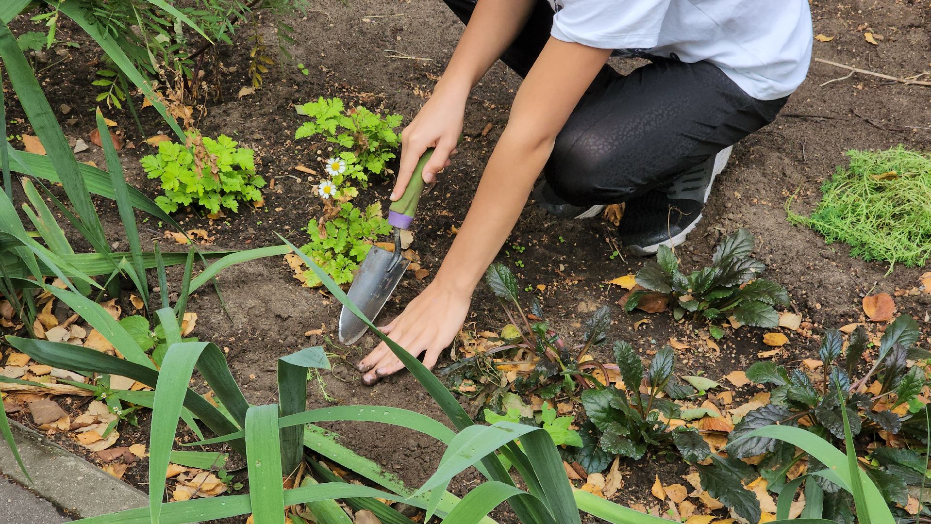 Полина Голосная, клумба, палисадник, растения,