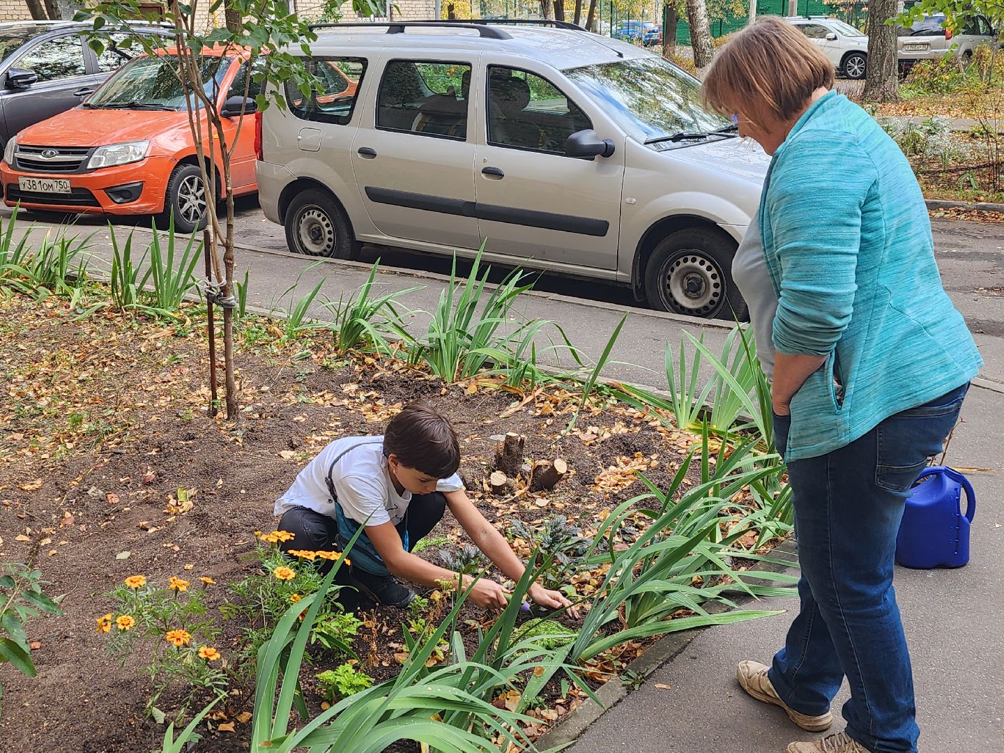 Полина Голосная, клумба, палисадник, растения,