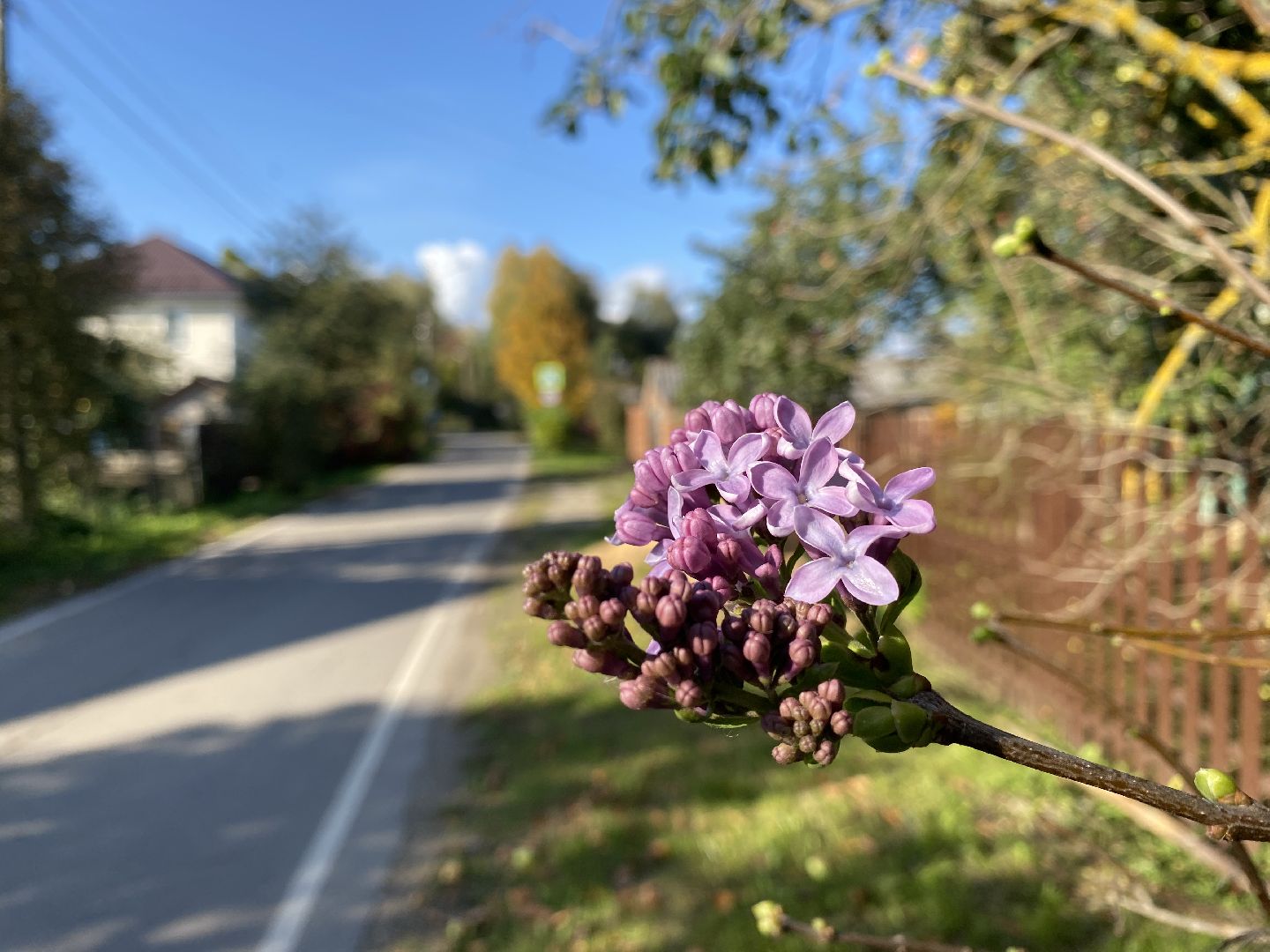 волоколамск, сирень, осень, люди, жители города, экология, природное явление,