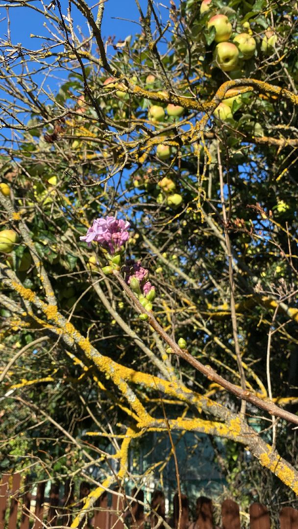 волоколамск, сирень, осень, люди, жители города, экология, природное явление,