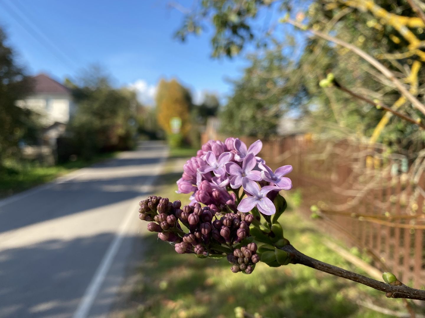 волоколамск, сирень, осень, люди, жители города, экология, природное явление,