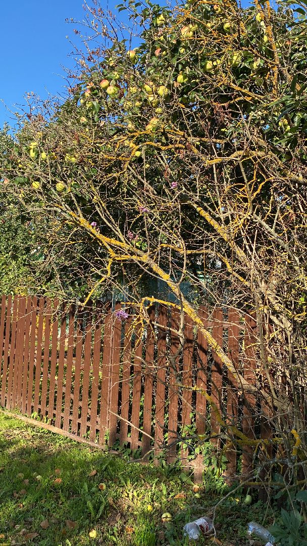 волоколамск, сирень, осень, люди, жители города, экология, природное явление,