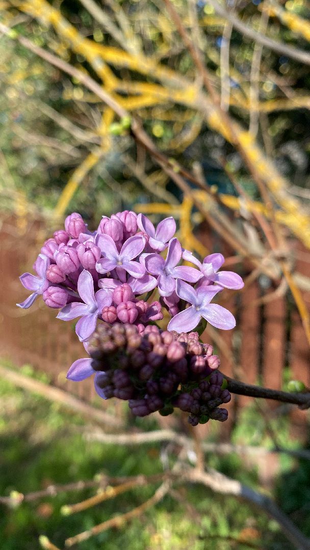 волоколамск, сирень, осень, люди, жители города, экология, природное явление,