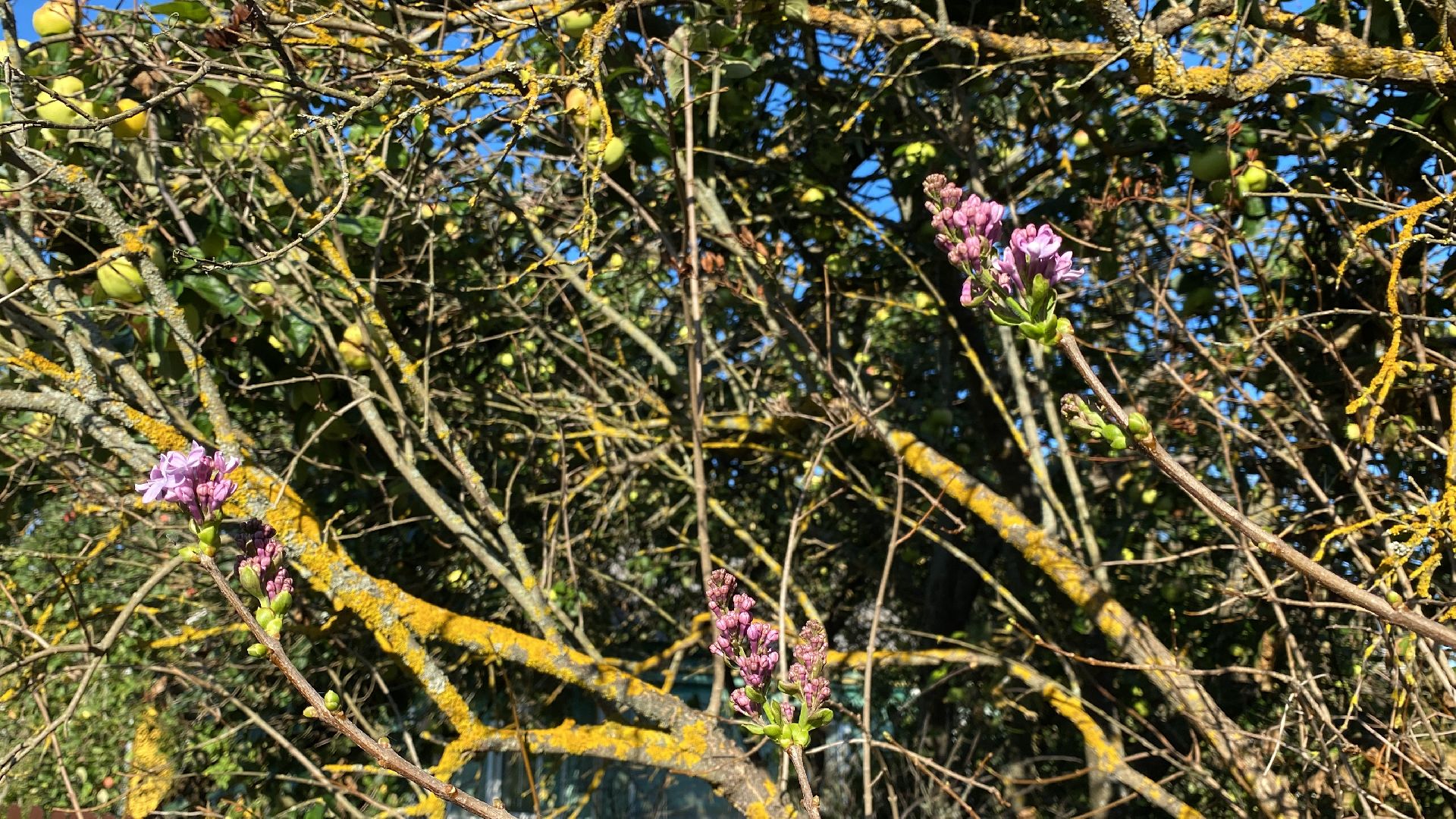 волоколамск, сирень, осень, люди, жители города, экология, природное явление,