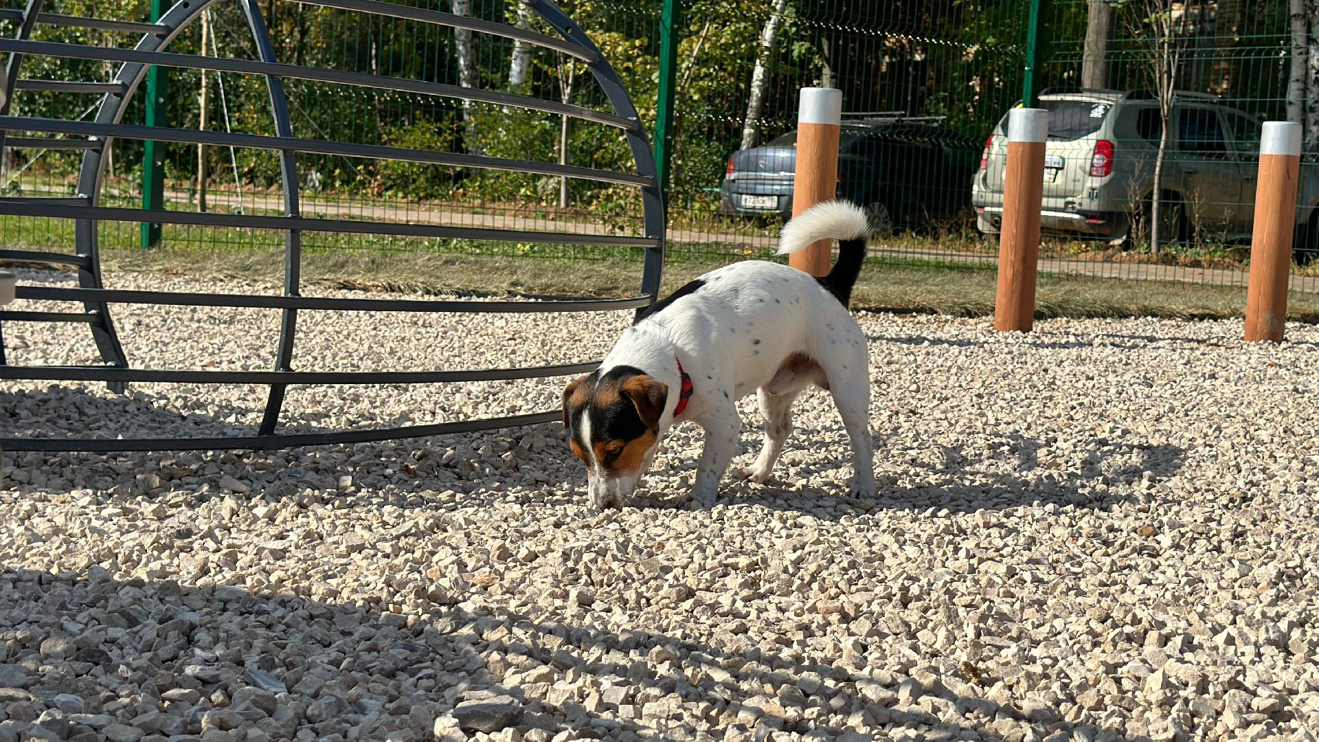 Одинцово, Благоустройство, Парки Подмосковья, Собаки,