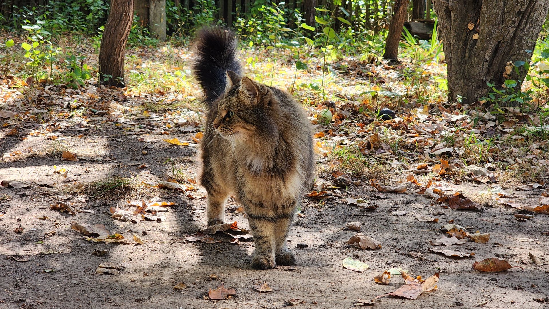 музей, культура,