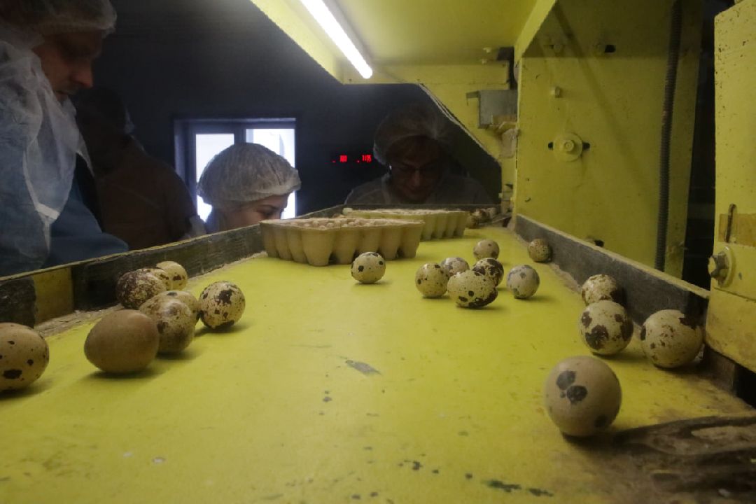 Пущино, Серпухов, Шепилово, Подмосковье, предприятие, минсельхоз, аграрии, сельское хозяйство, фермерство, перепела, птицеводство