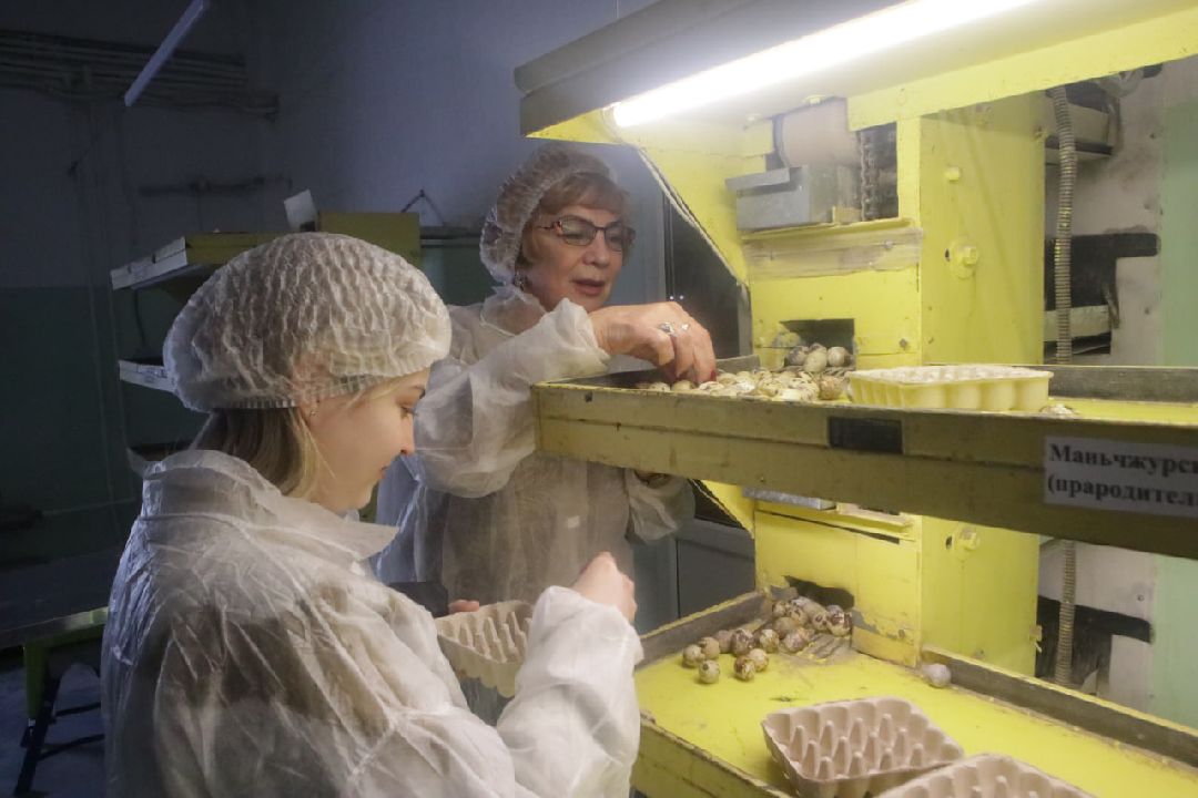 Пущино, Серпухов, Шепилово, Подмосковье, предприятие, минсельхоз, аграрии, сельское хозяйство, фермерство, перепела, птицеводство