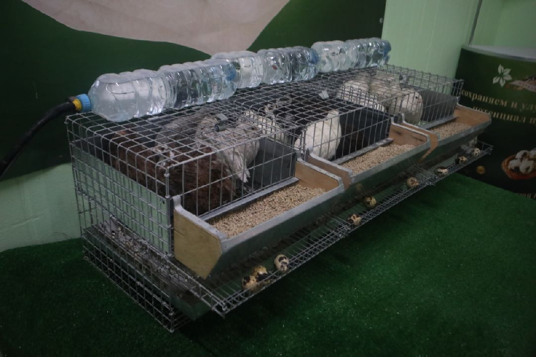 Пущино, Серпухов, Шепилово, Подмосковье, предприятие, минсельхоз, аграрии, сельское хозяйство, фермерство, перепела, птицеводство