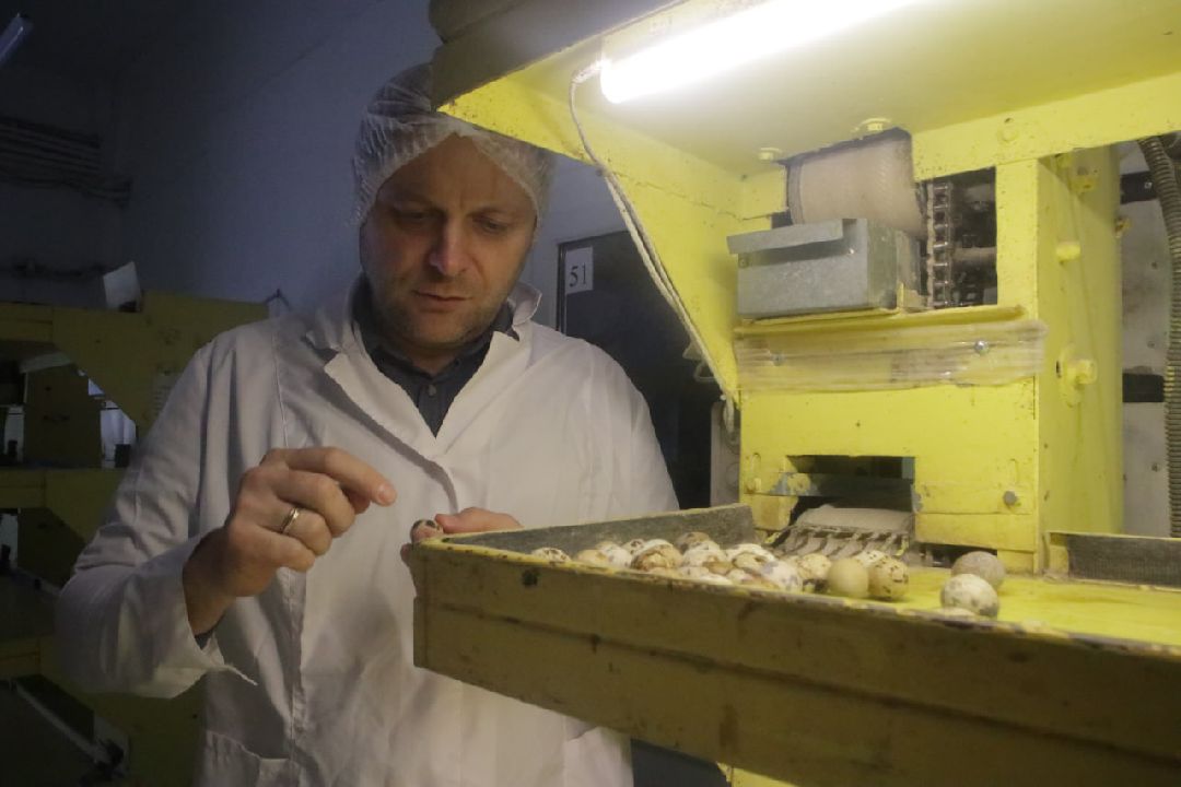 Пущино, Серпухов, Шепилово, Подмосковье, предприятие, минсельхоз, аграрии, сельское хозяйство, фермерство, перепела, птицеводство