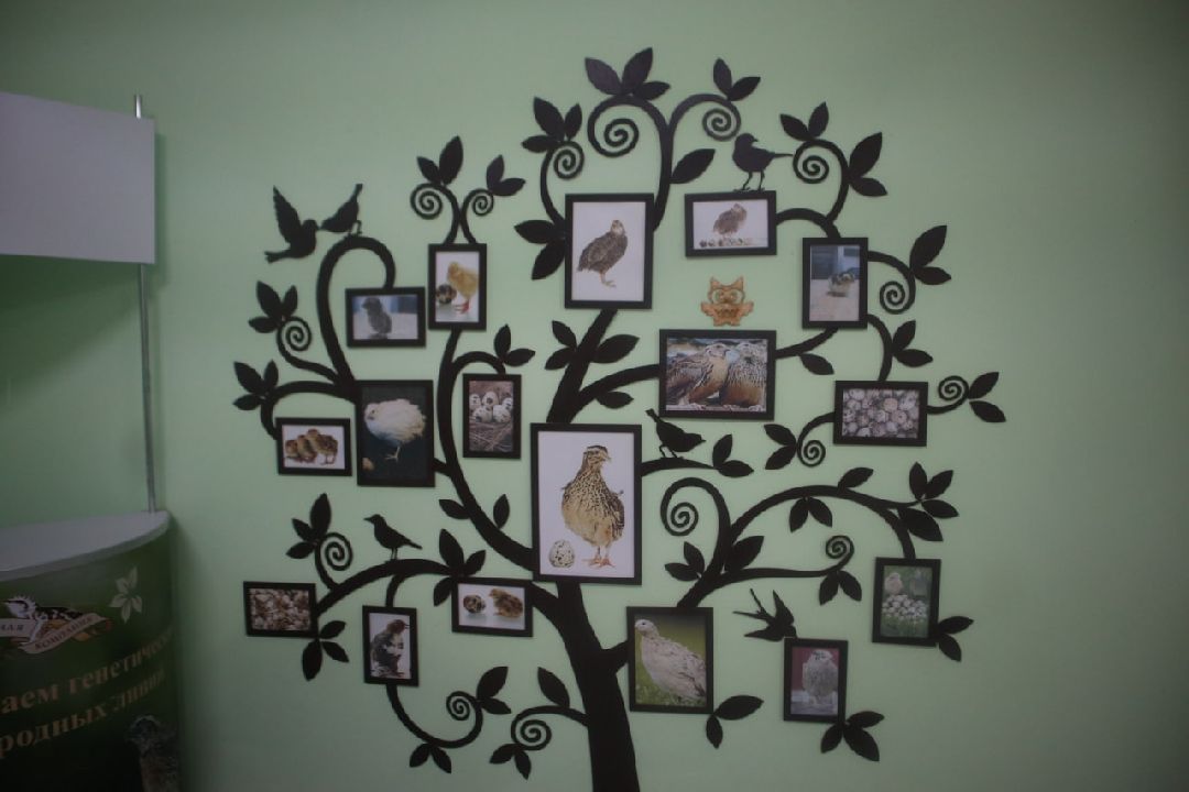 Пущино, Серпухов, Шепилово, Подмосковье, предприятие, минсельхоз, аграрии, сельское хозяйство, фермерство, перепела, птицеводство