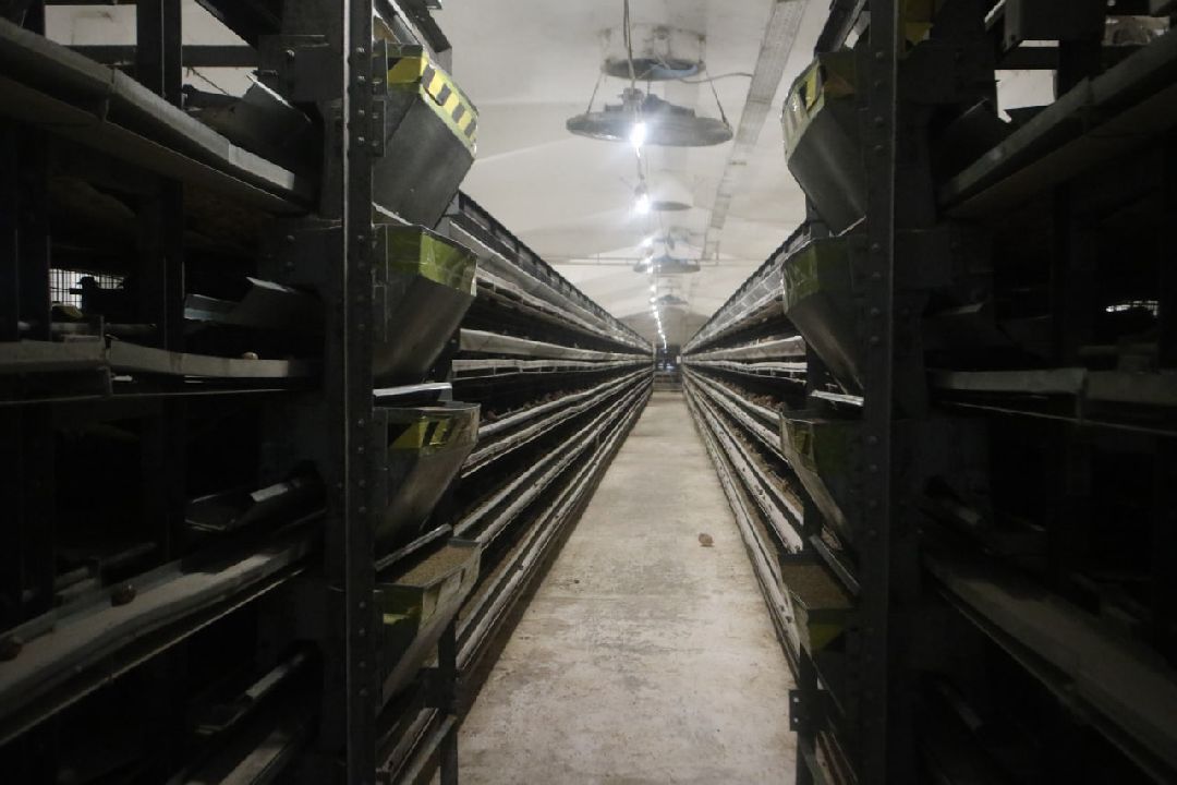 Пущино, Серпухов, Шепилово, Подмосковье, предприятие, минсельхоз, аграрии, сельское хозяйство, фермерство, перепела, птицеводство