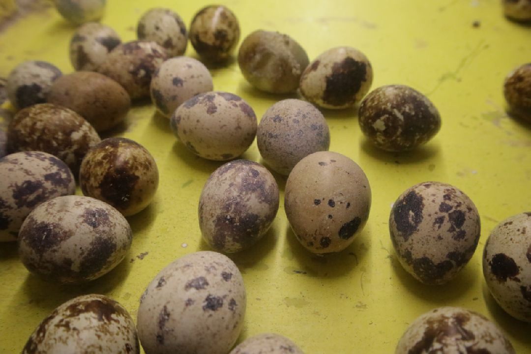 Пущино, Серпухов, Шепилово, Подмосковье, предприятие, минсельхоз, аграрии, сельское хозяйство, фермерство, перепела, птицеводство