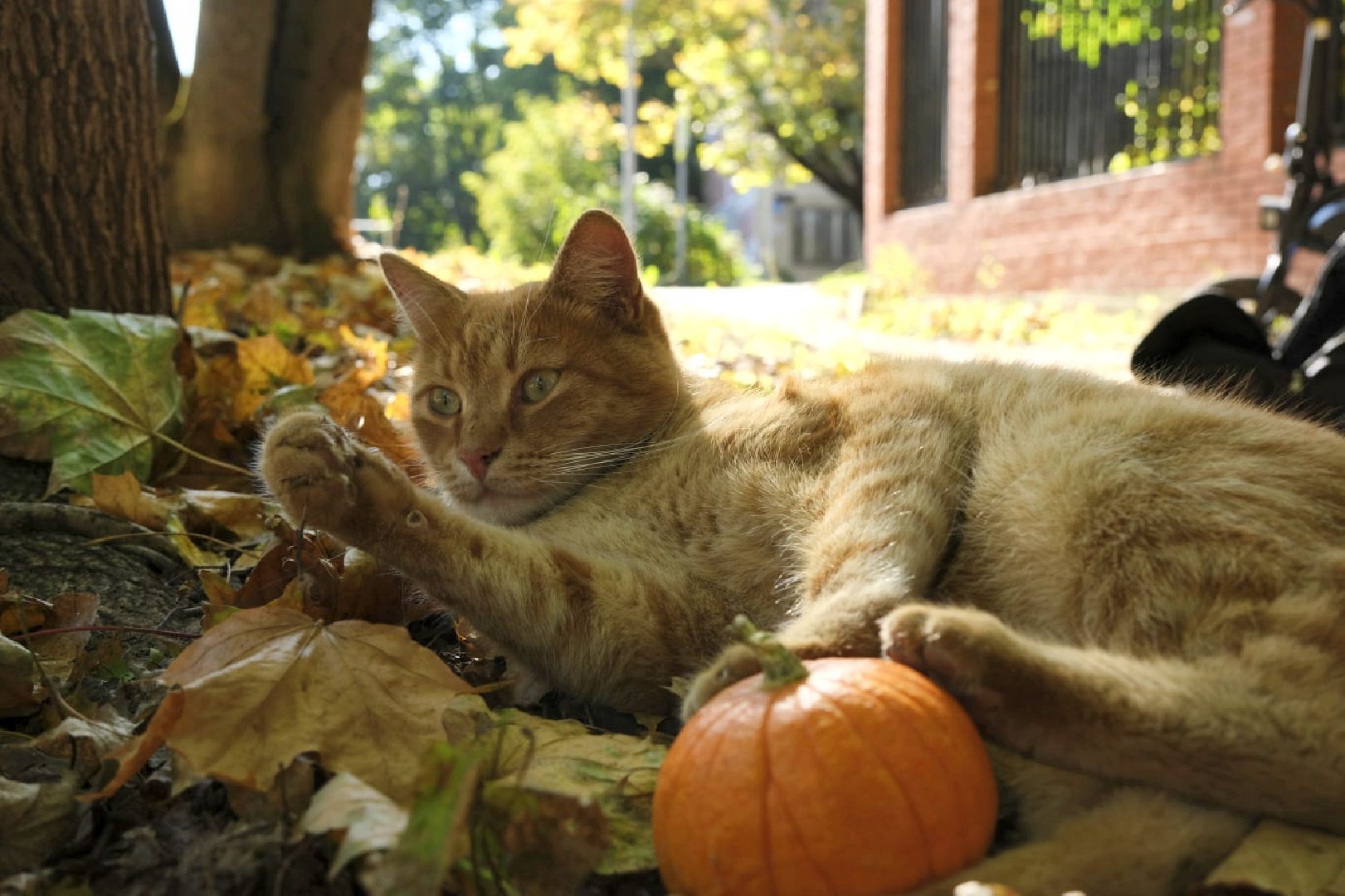 пущино, психология,