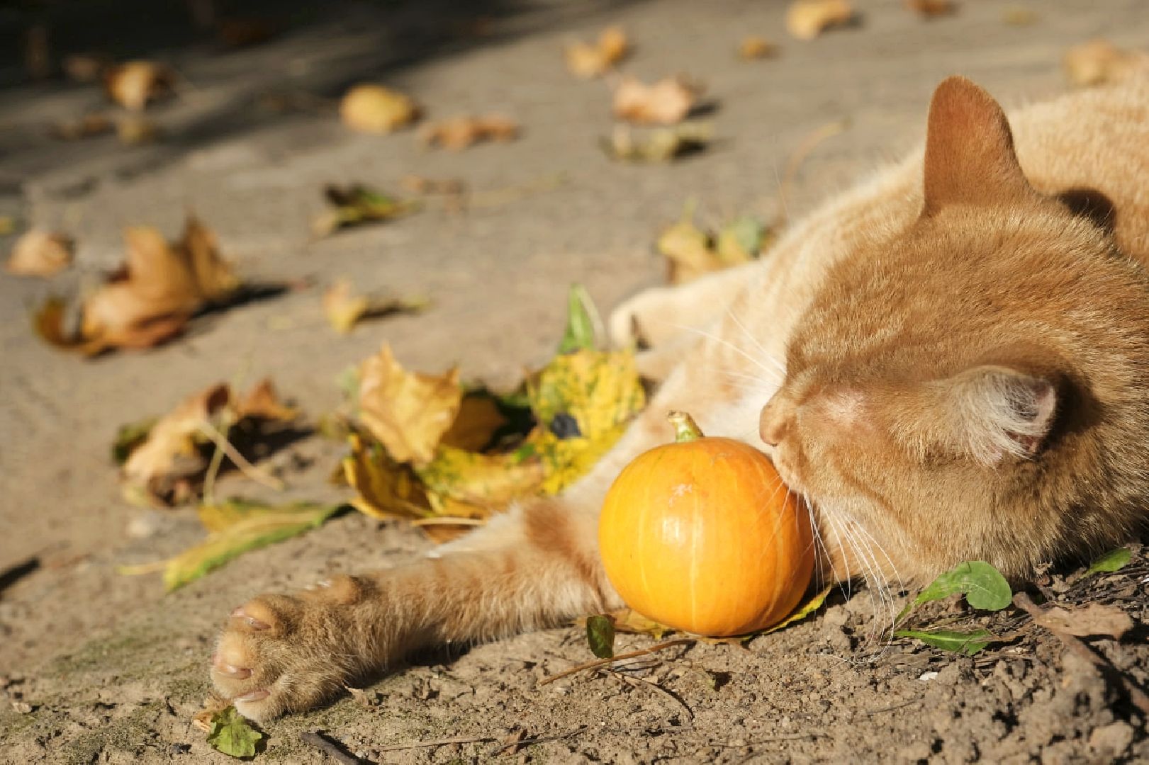 пущино, психология,