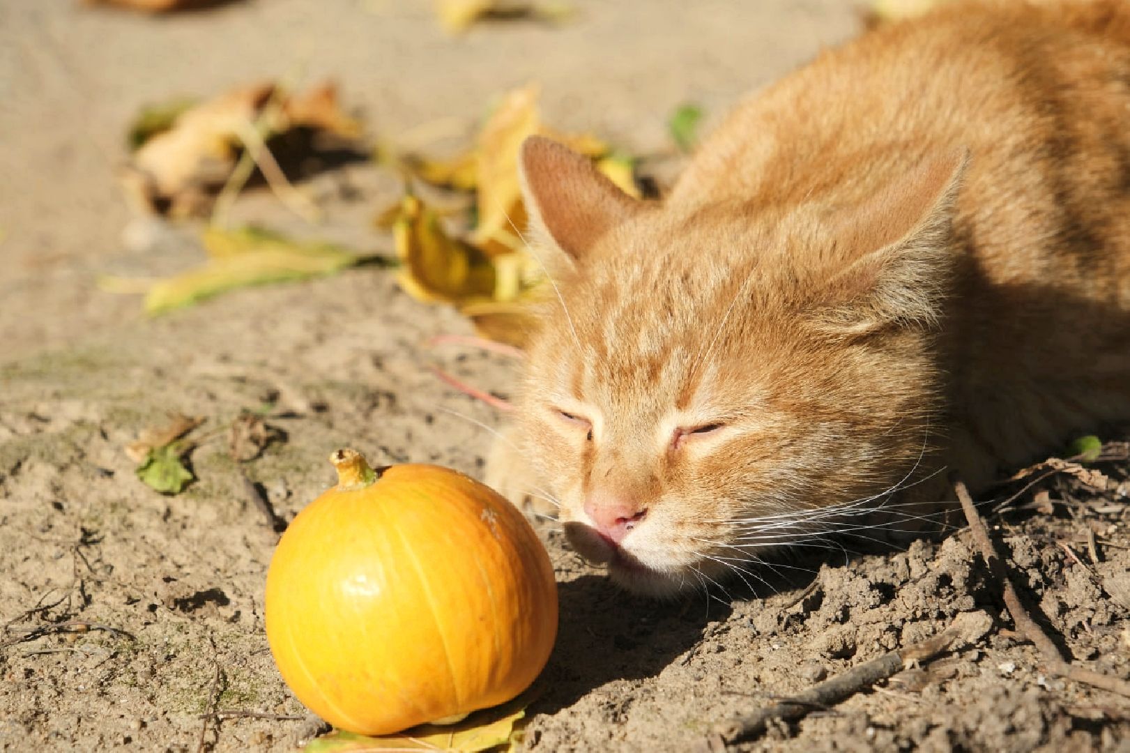 пущино, психология,