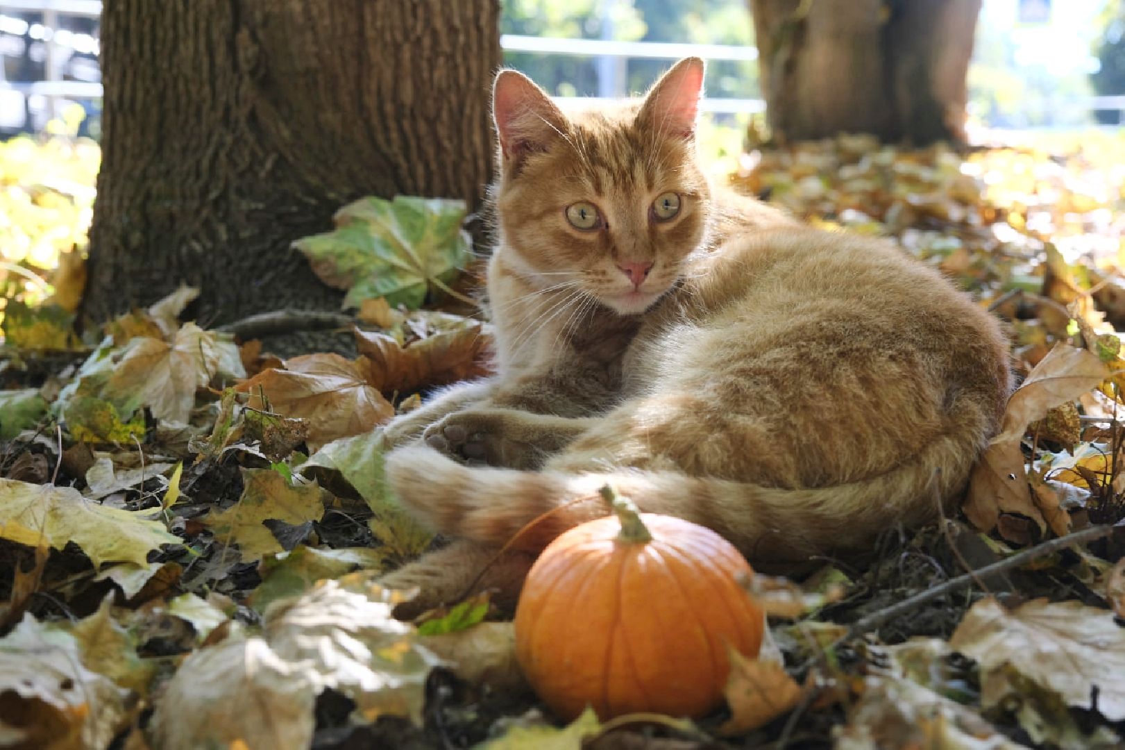 пущино, психология,